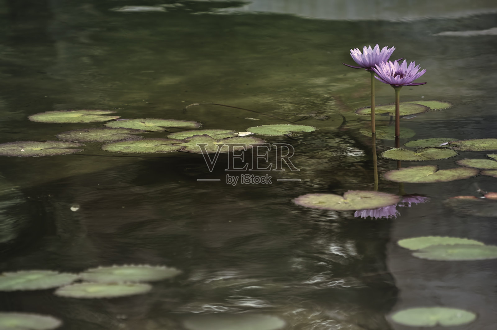 数码艺术，彩绘效果，粉红睡莲种植花园池塘照片摄影图片