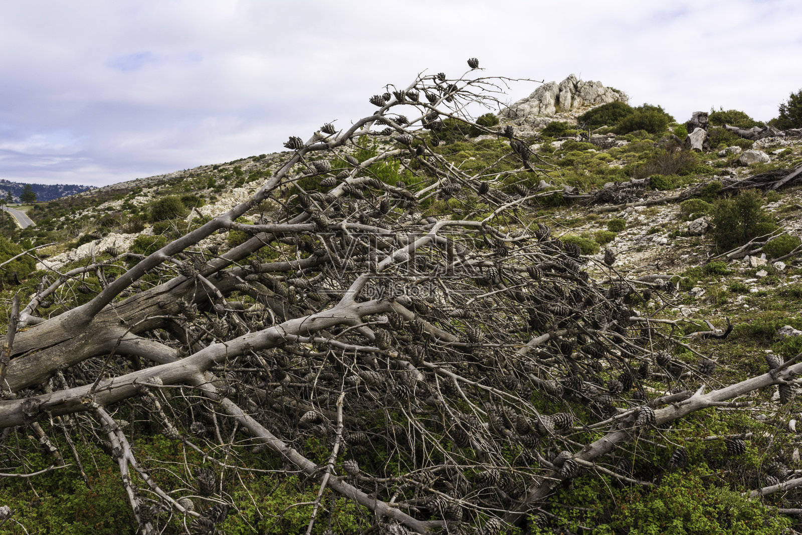 希腊帕尼塔森林大火后的一棵枯树照片摄影图片