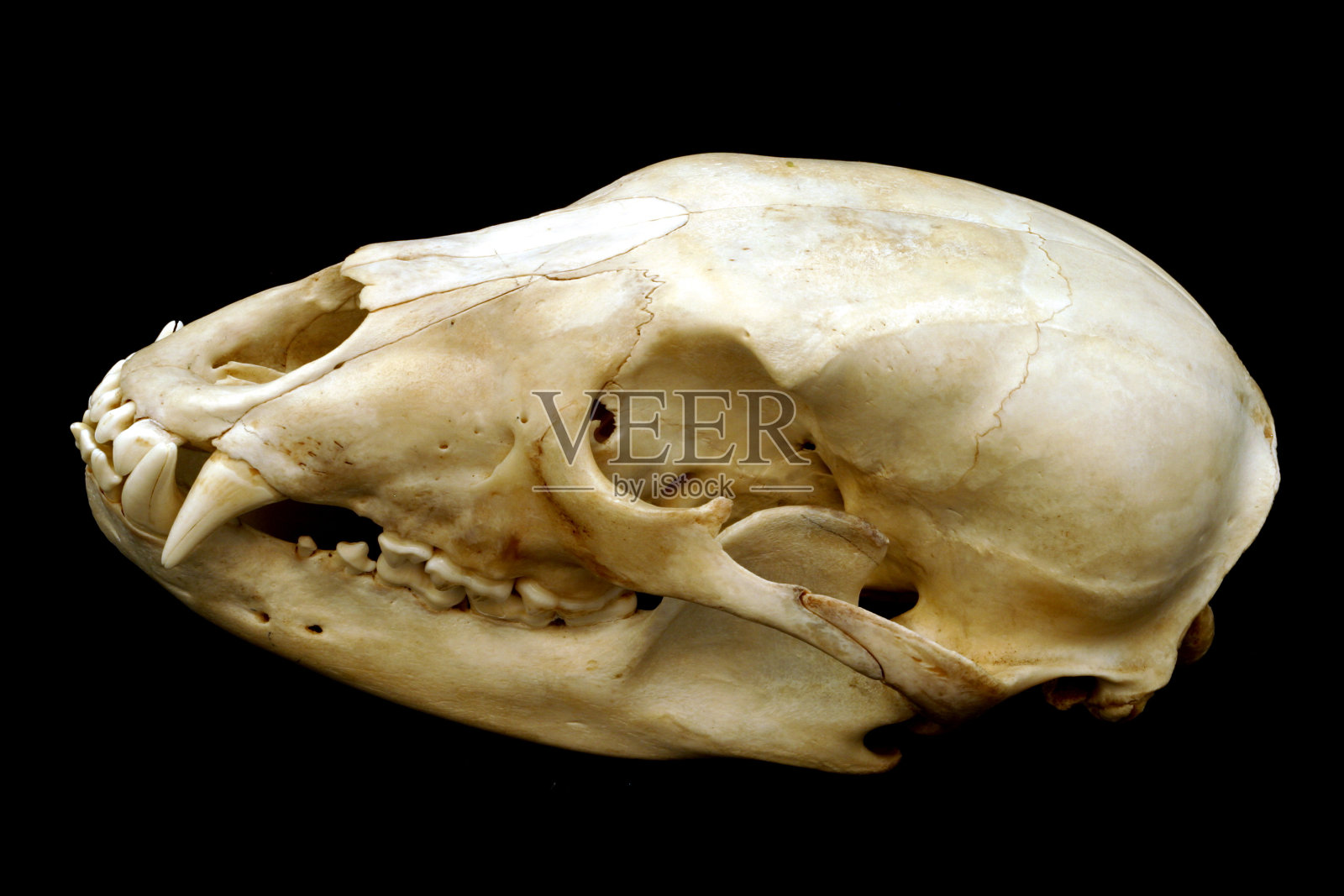 黑熊的头骨照片摄影图片