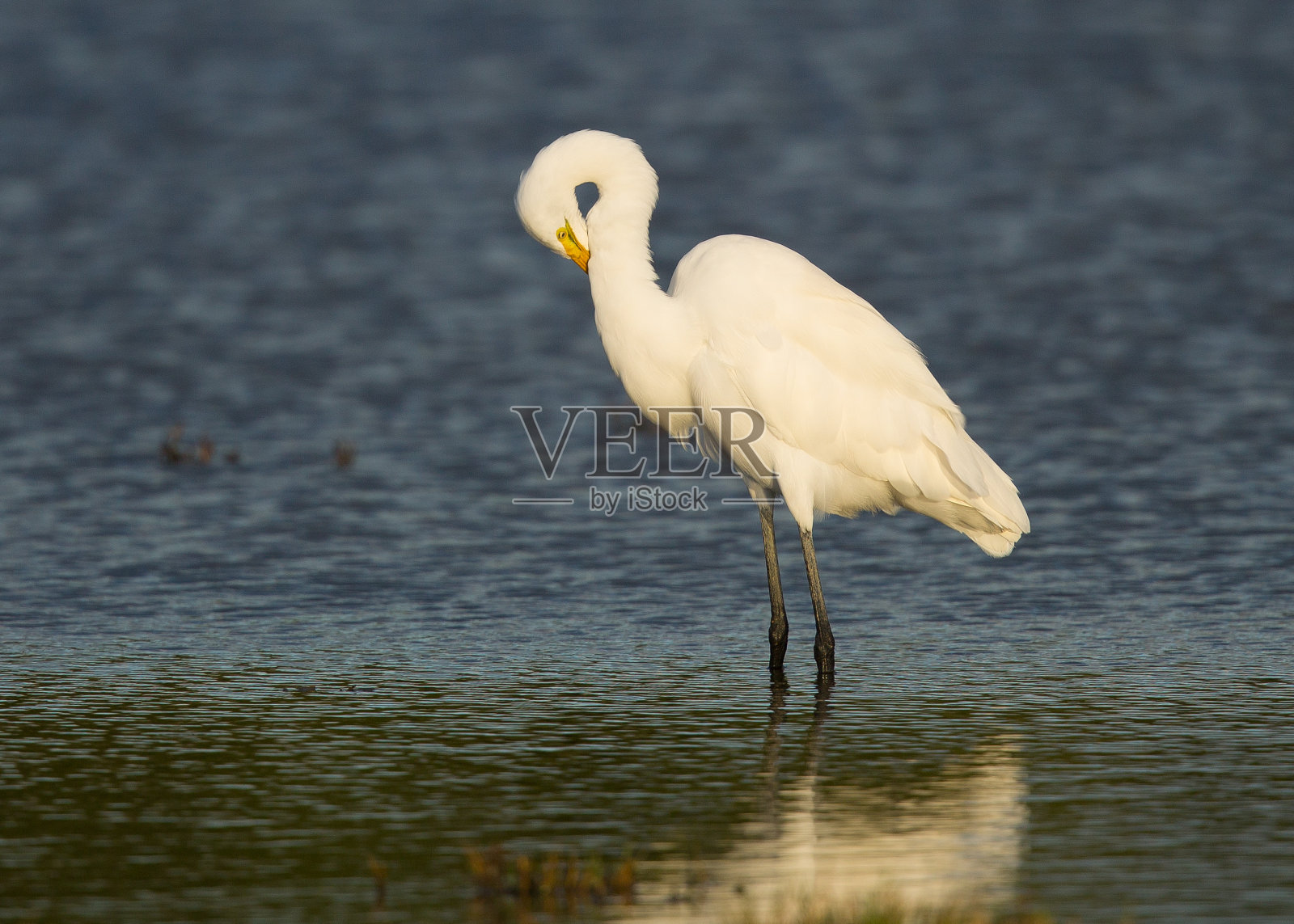 大白鹭站在北加州的沼泽照片摄影图片