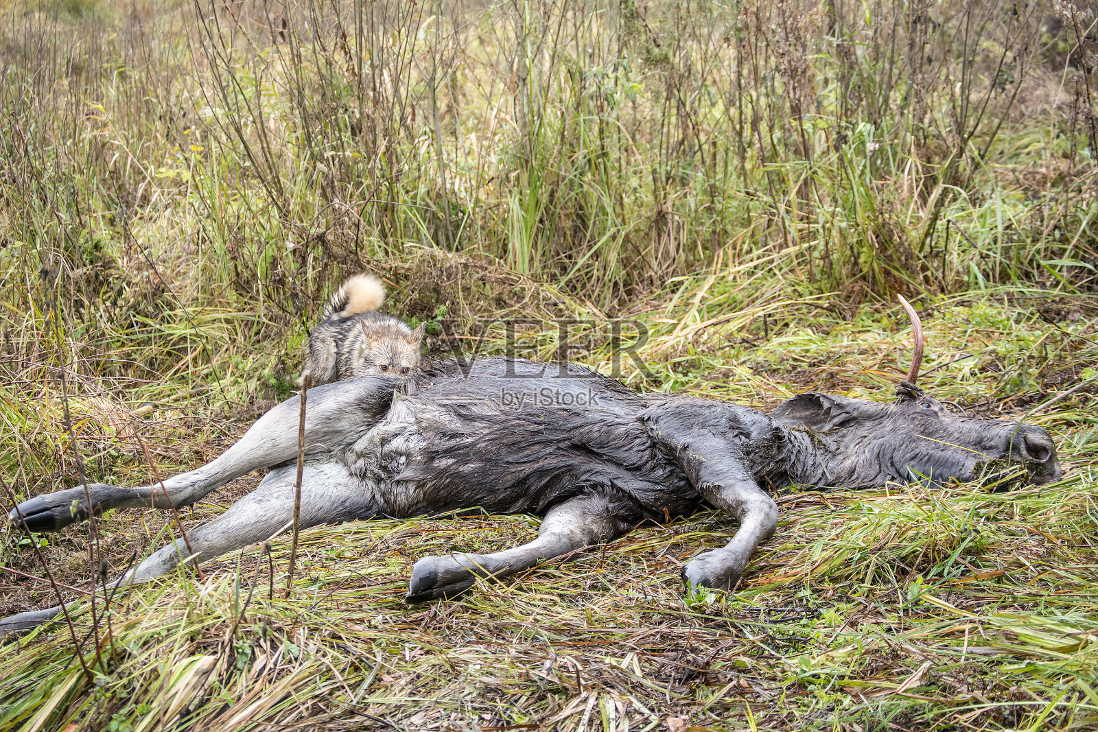 树林里的死麋鹿照片摄影图片