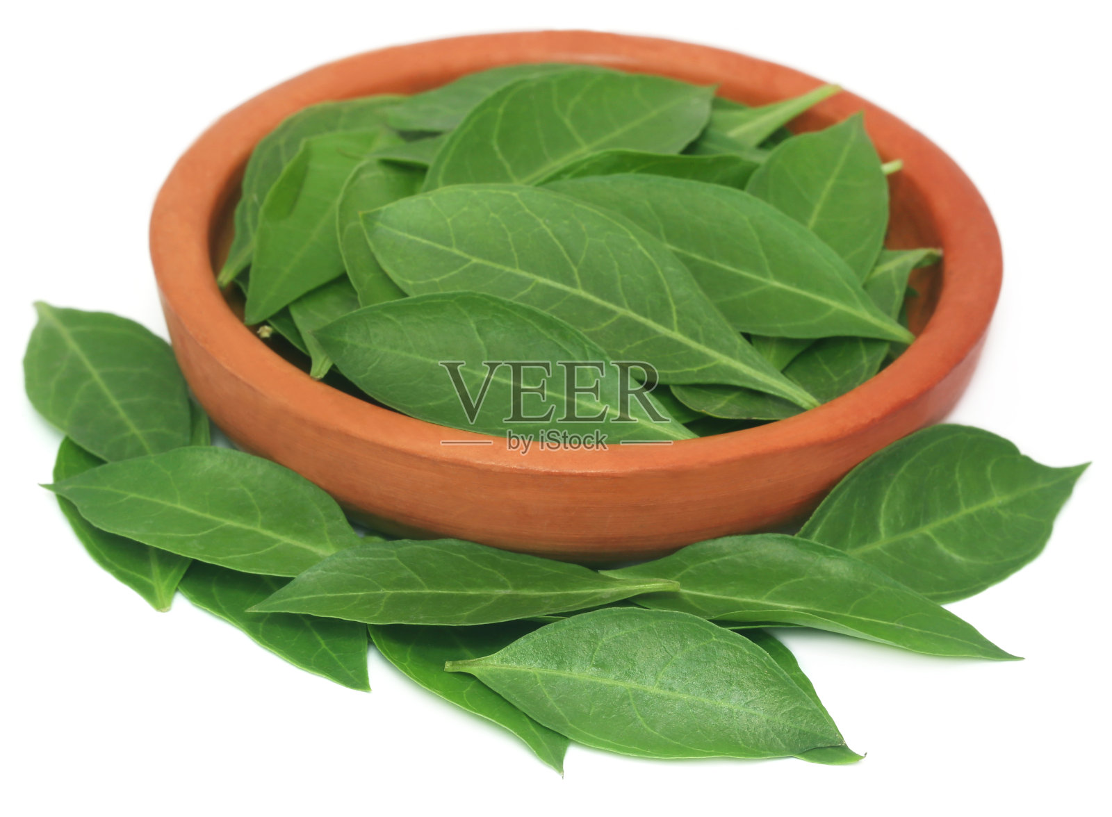 阿育吠陀指甲花的叶子照片摄影图片