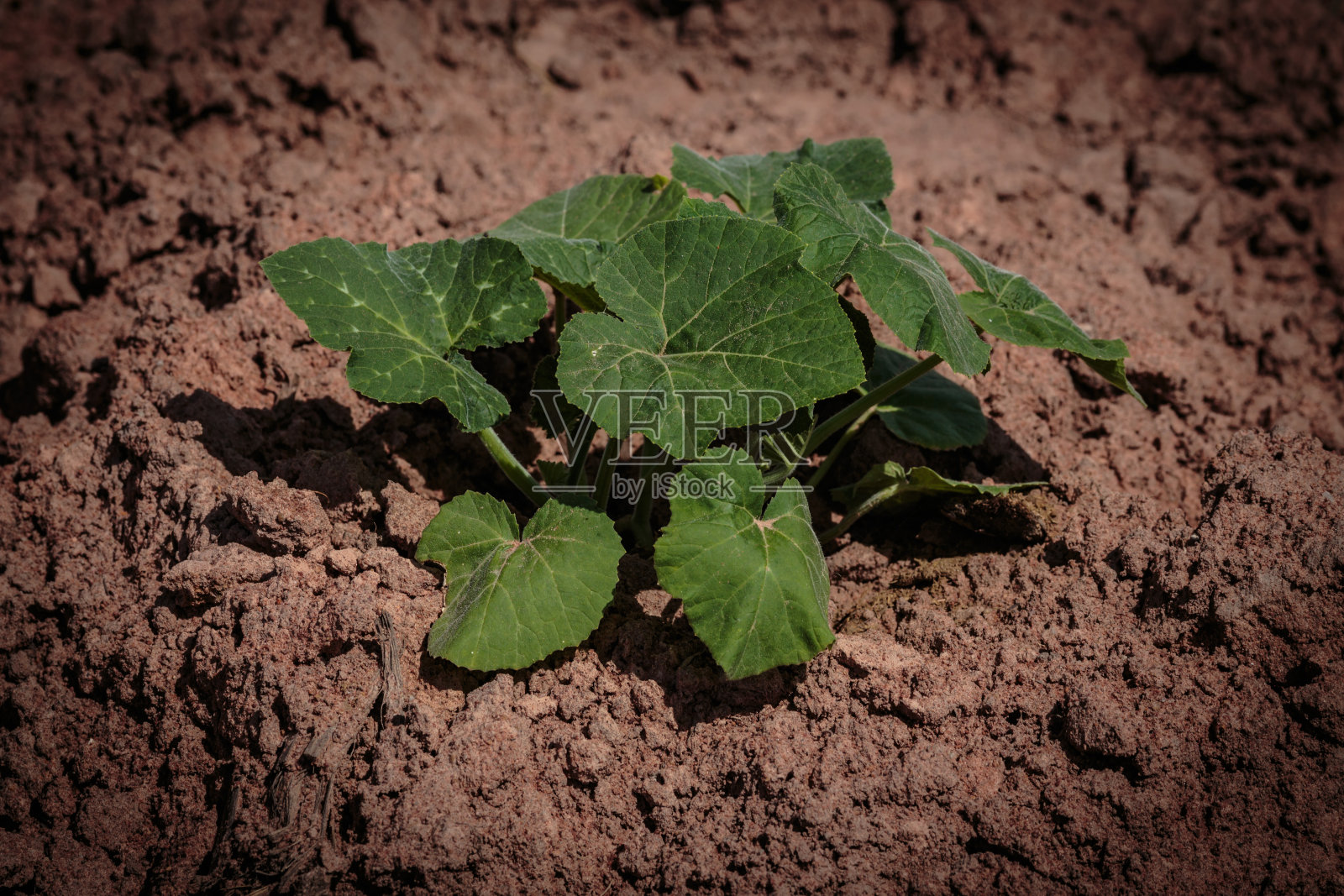 树苗照片摄影图片
