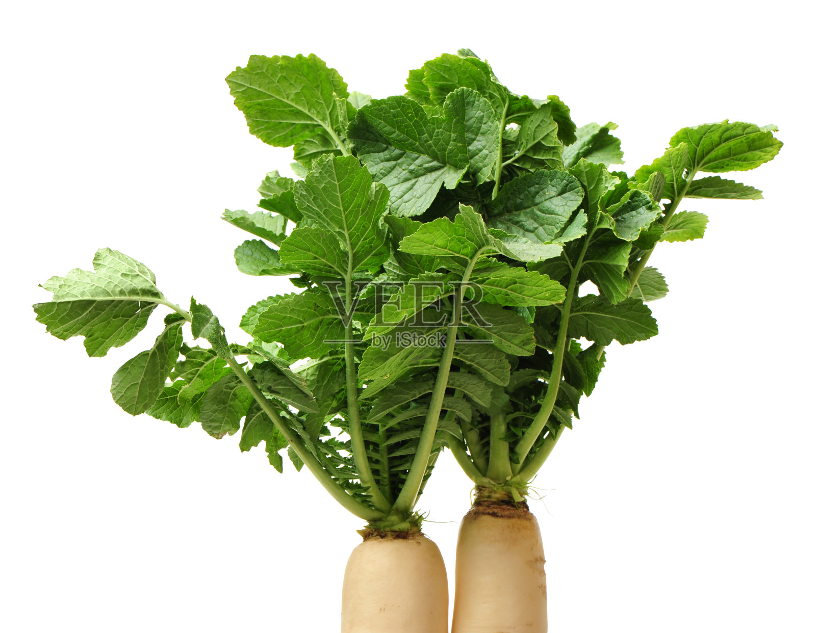 白萝卜照片摄影图片