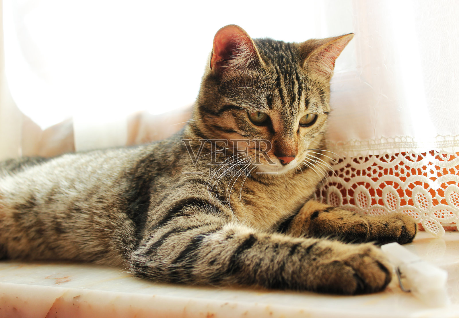 虎斑猫照片摄影图片