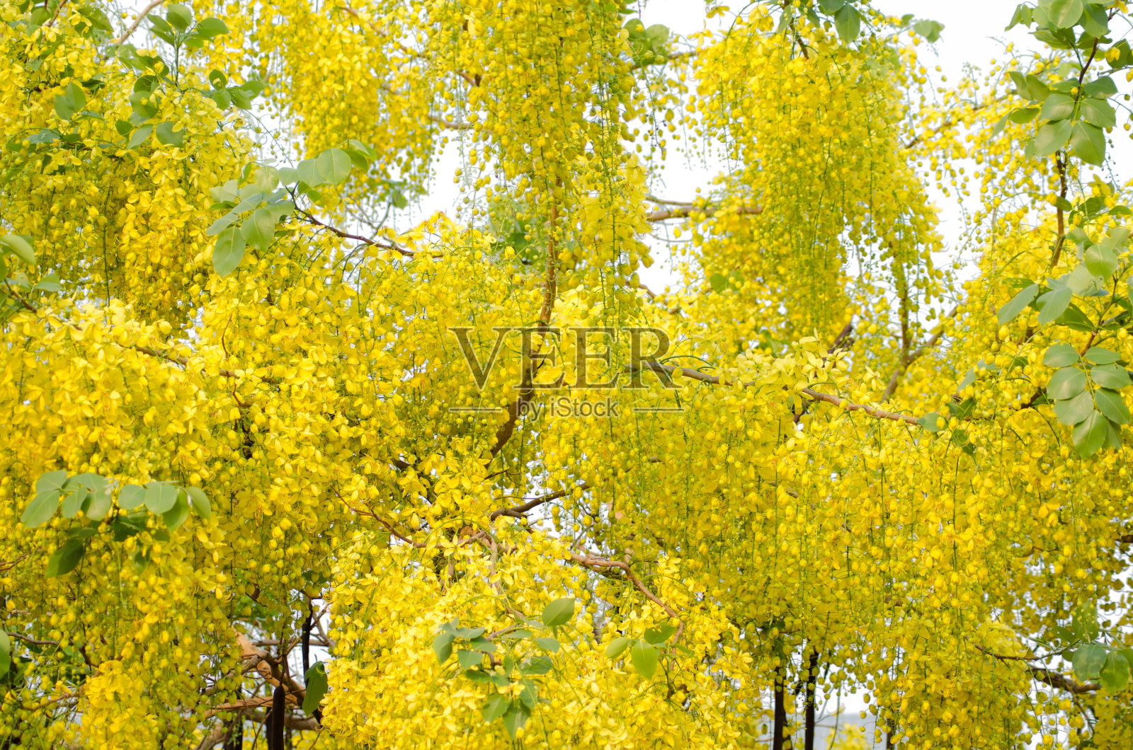 桂皮瘘花照片摄影图片