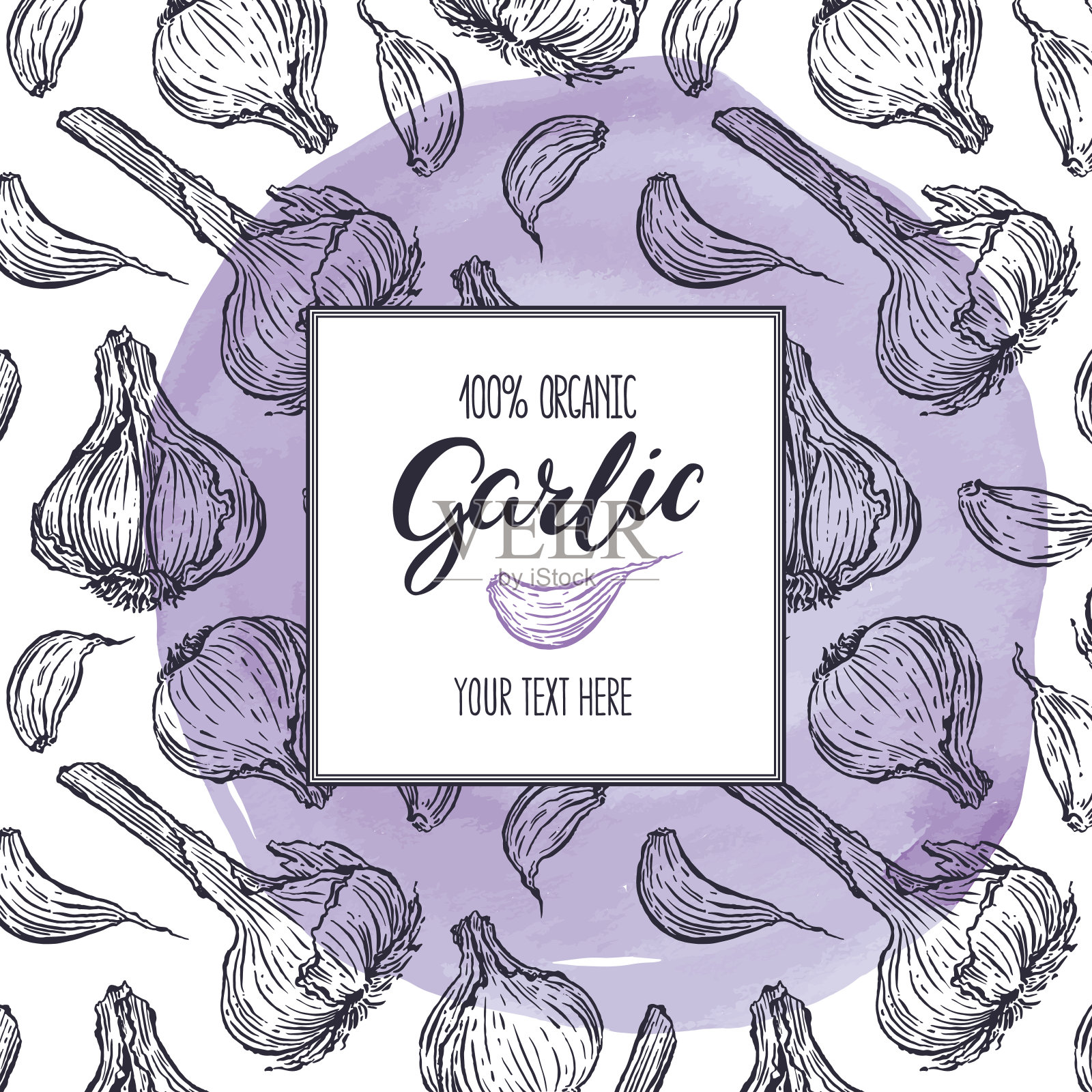 大蒜示意图插画图片素材