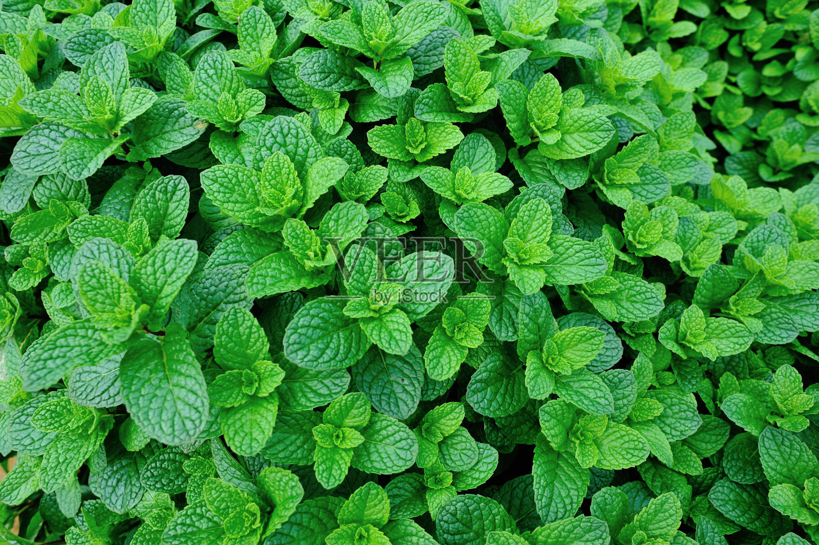 绿色的薄荷植物生长在蔬菜园里照片摄影图片