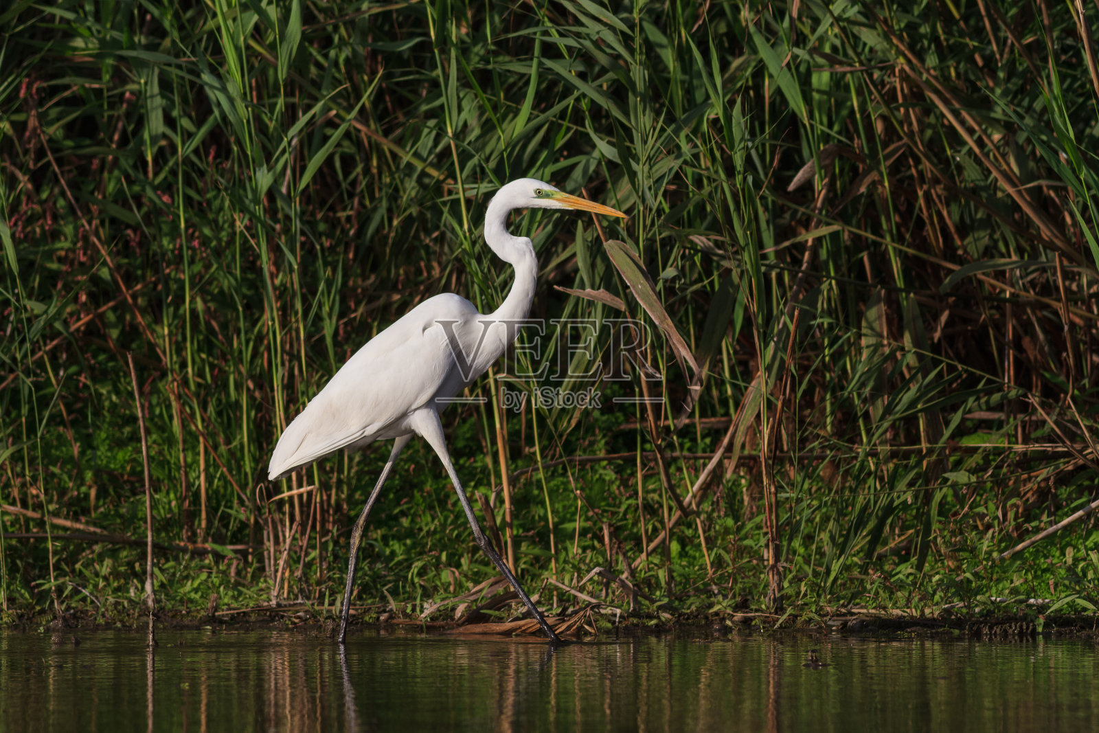 大白鲨白鹭照片摄影图片