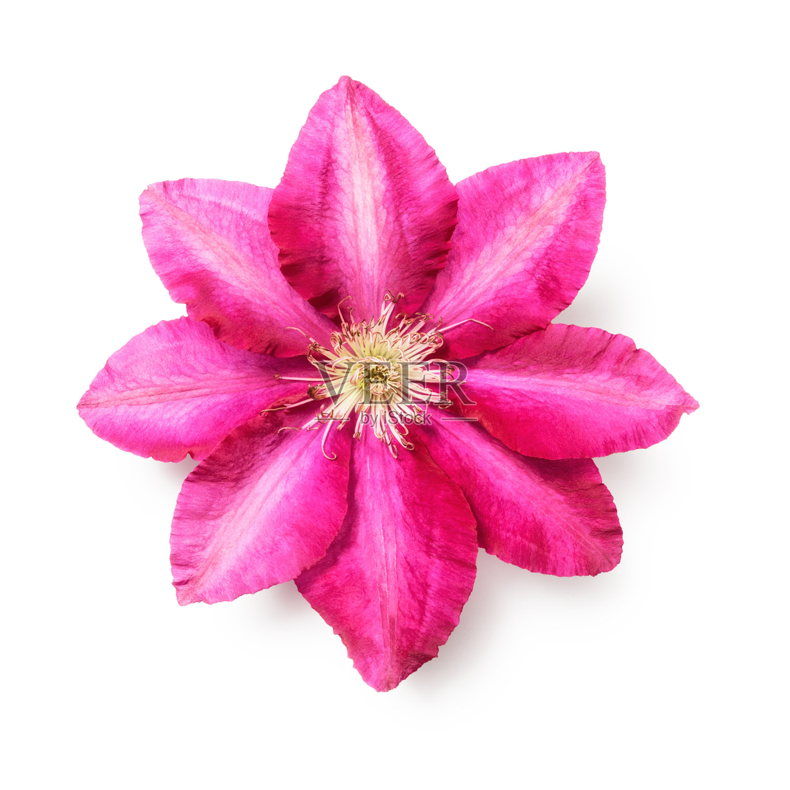 铁线莲的花照片摄影图片