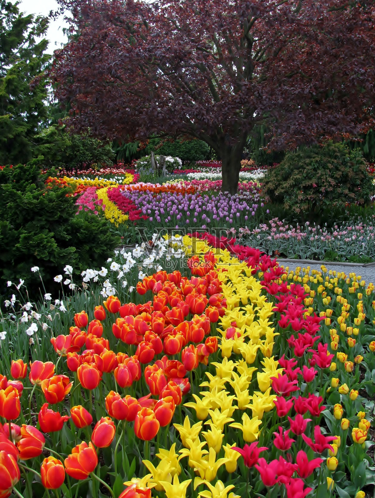 美国华盛顿州的斯卡吉特山谷照片摄影图片