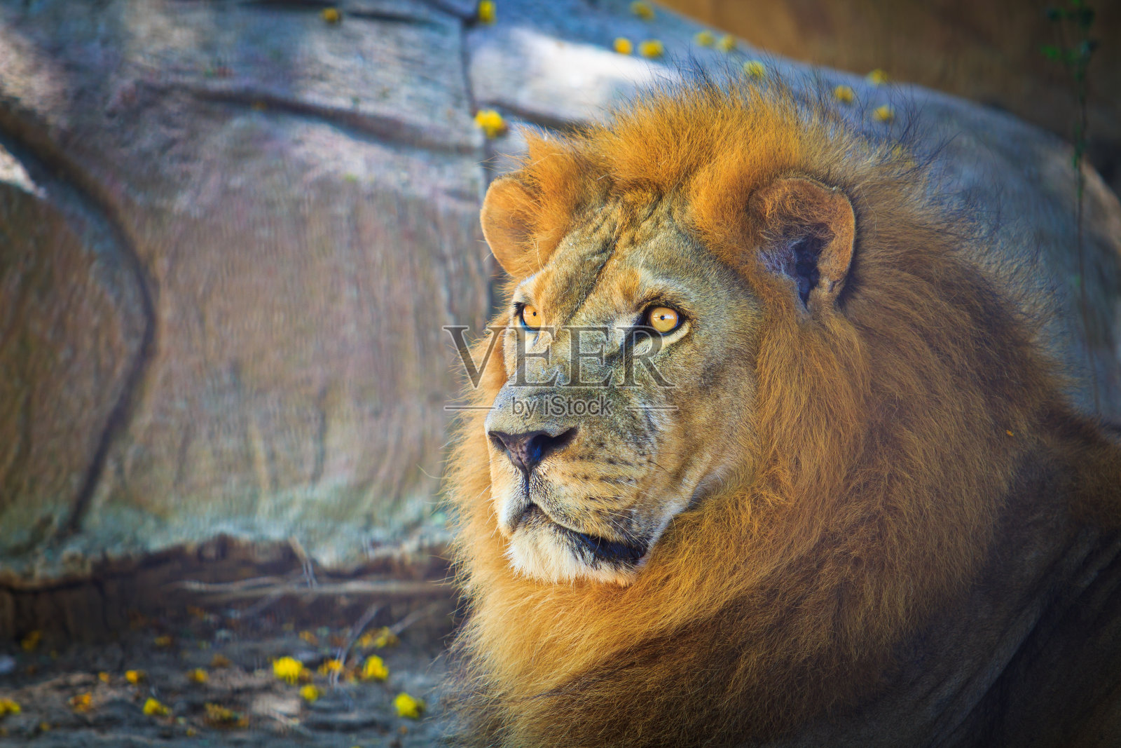 狮子照片摄影图片