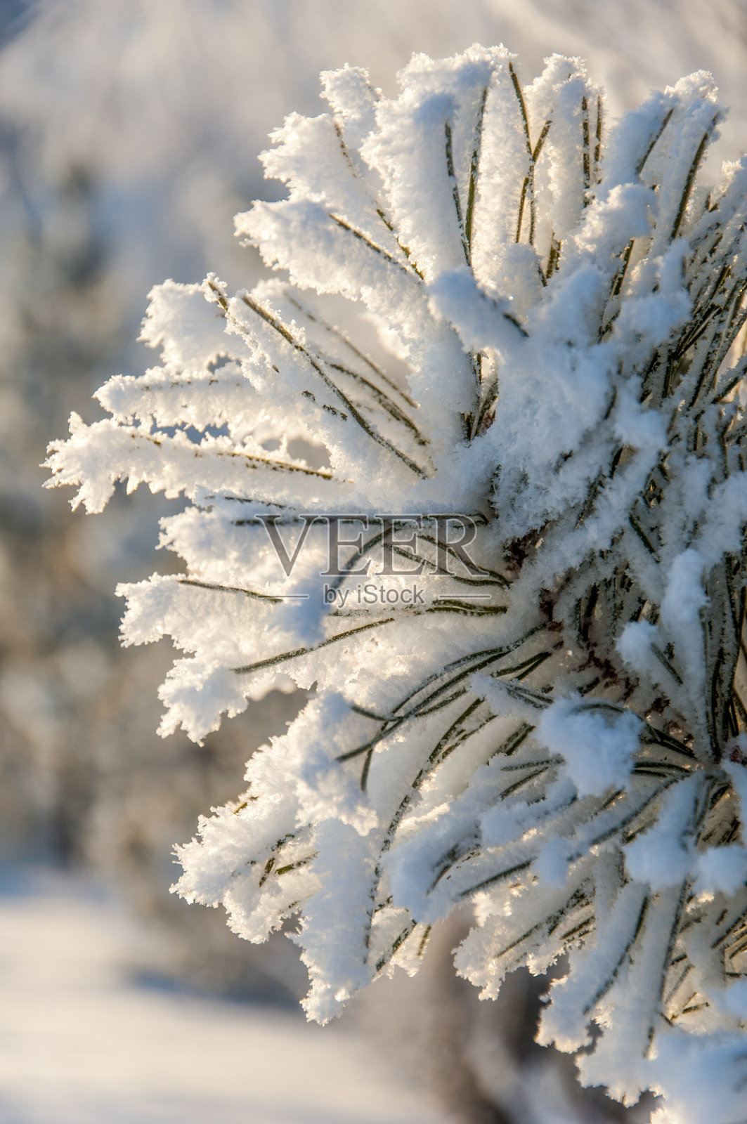 树上覆盖着白霜照片摄影图片