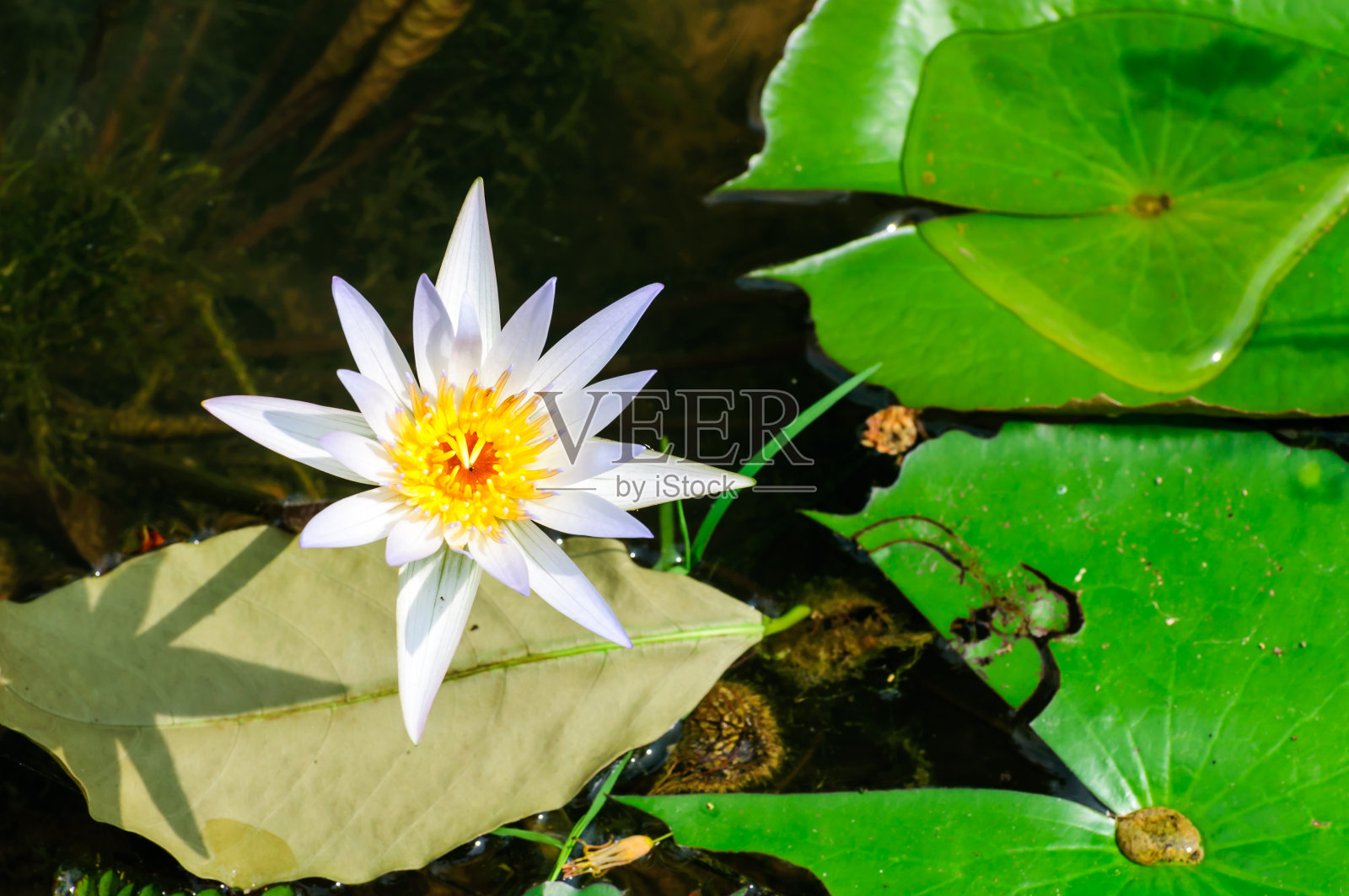 黄色中心的白色睡莲花照片摄影图片