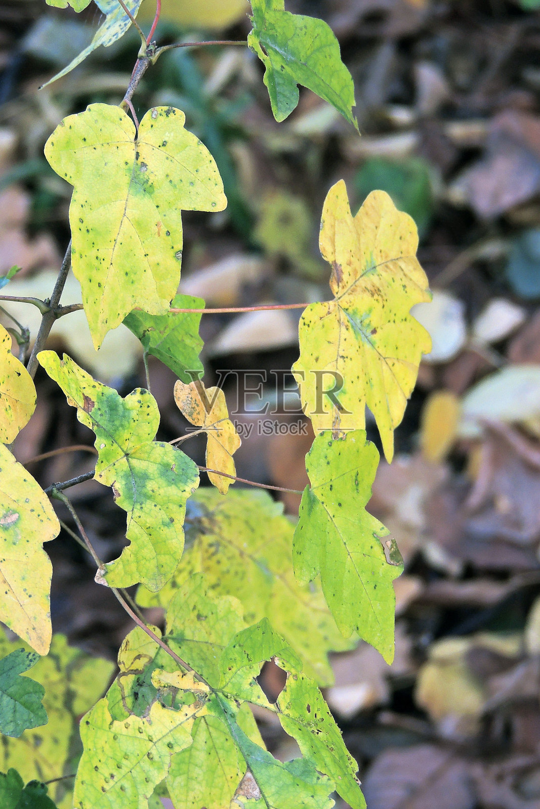 秋叶背景照片摄影图片
