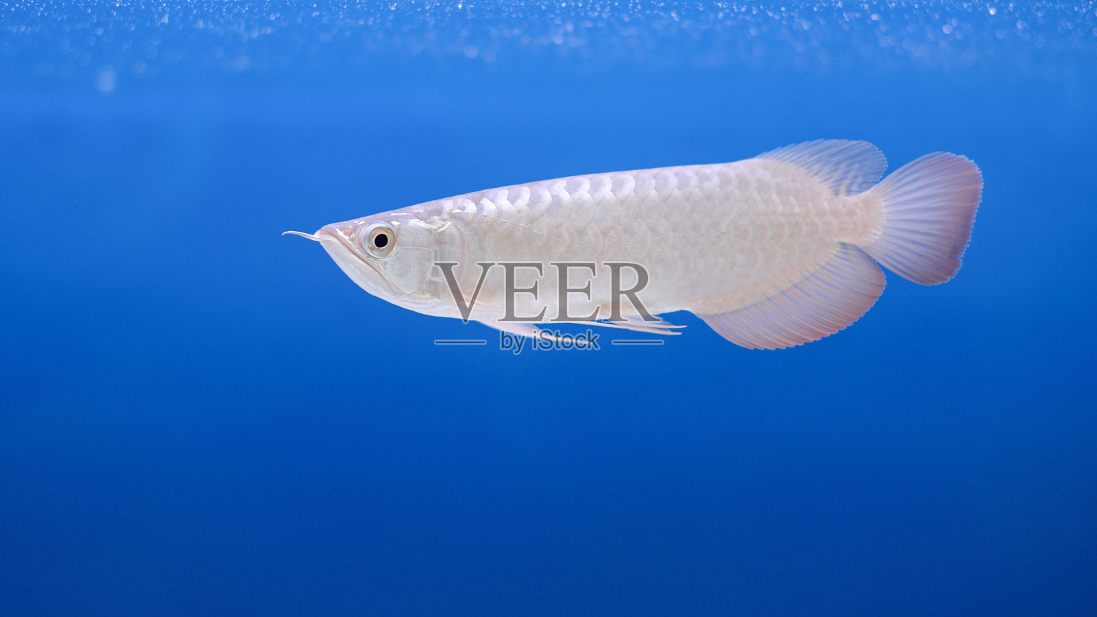 鱼照片摄影图片