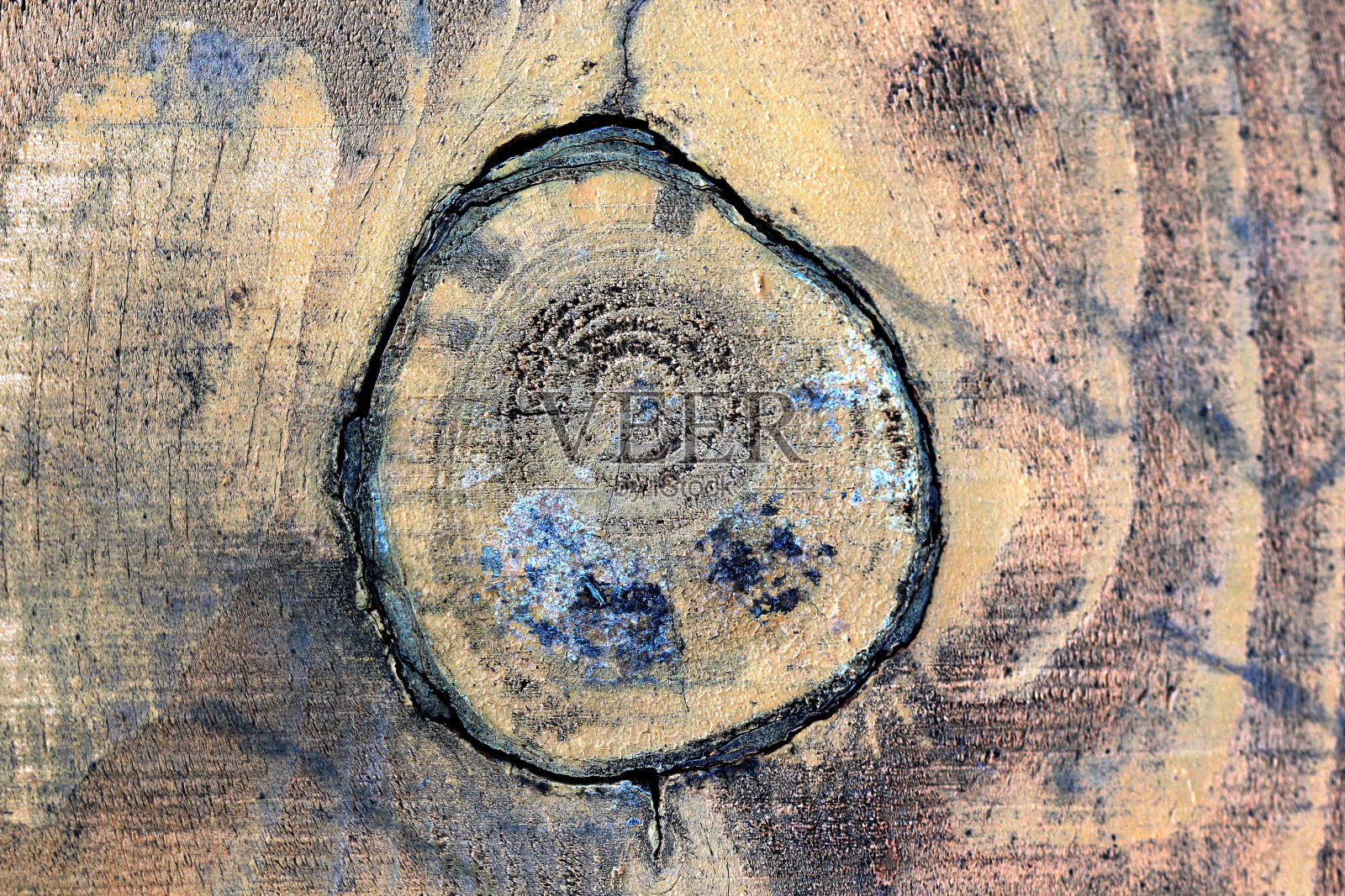 树干的横截面照片摄影图片