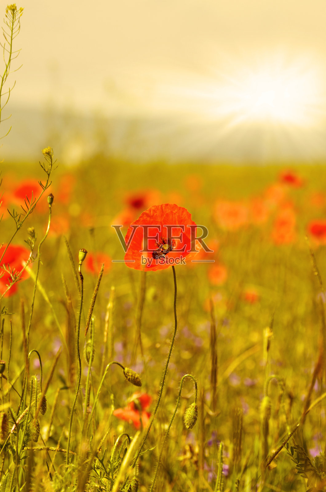 罂粟草地照片摄影图片