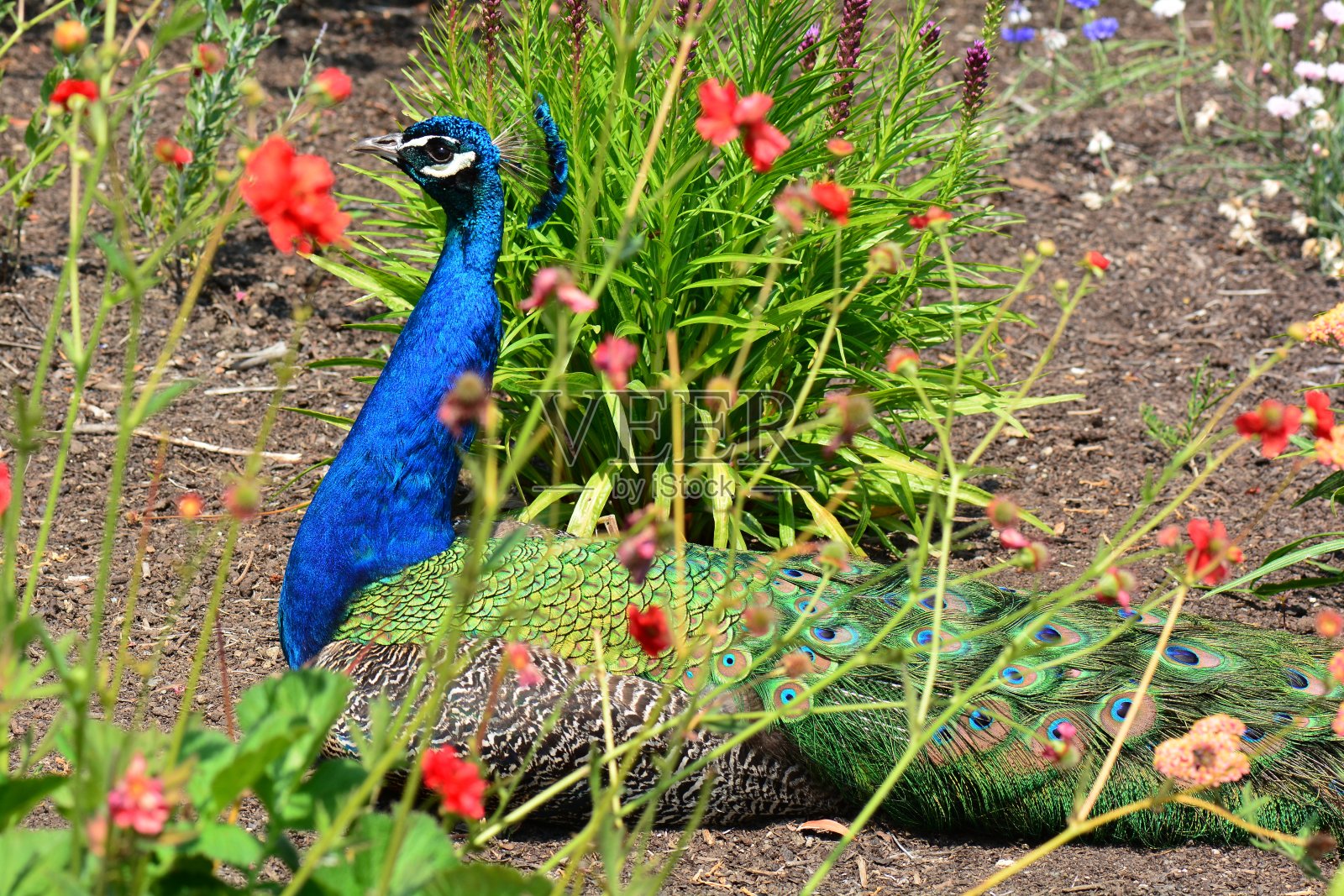 雄孔雀躺在草地上照片摄影图片