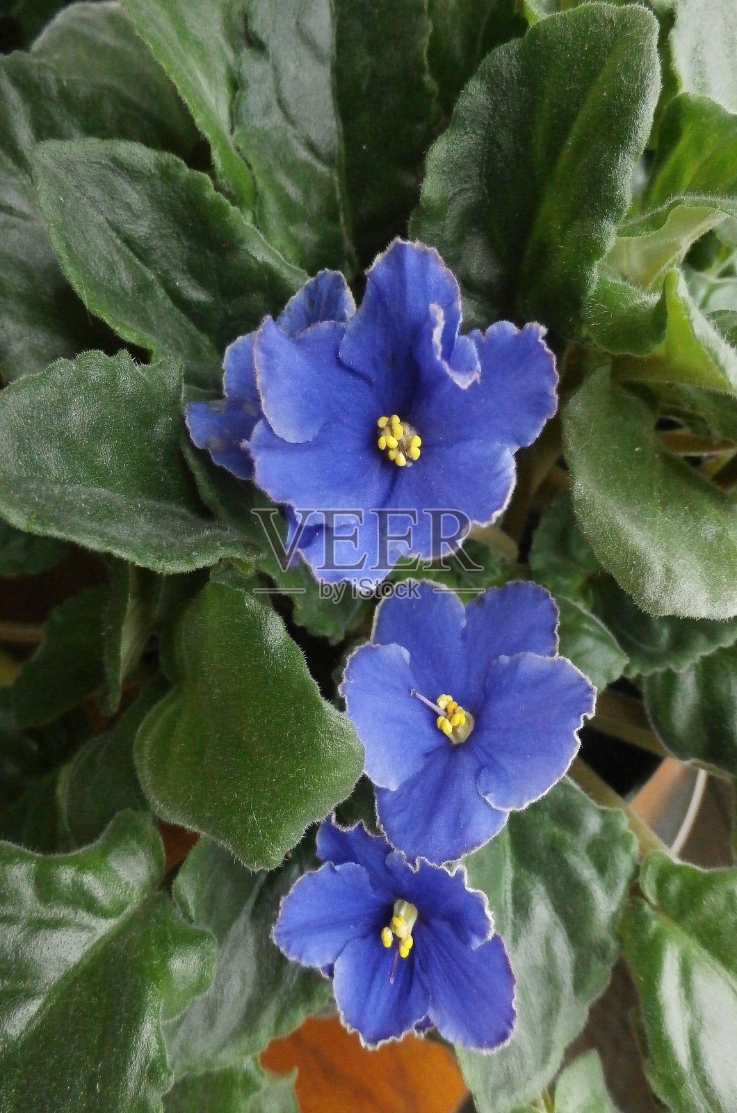 非洲紫罗兰照片摄影图片