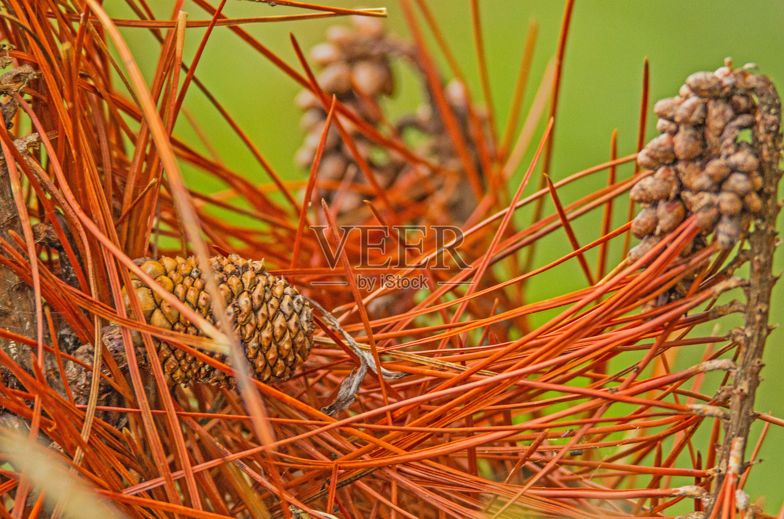 针和视锥细胞。照片摄影图片