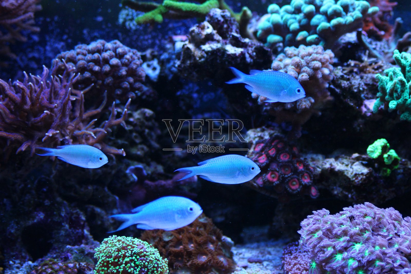 蓝色铬照片摄影图片