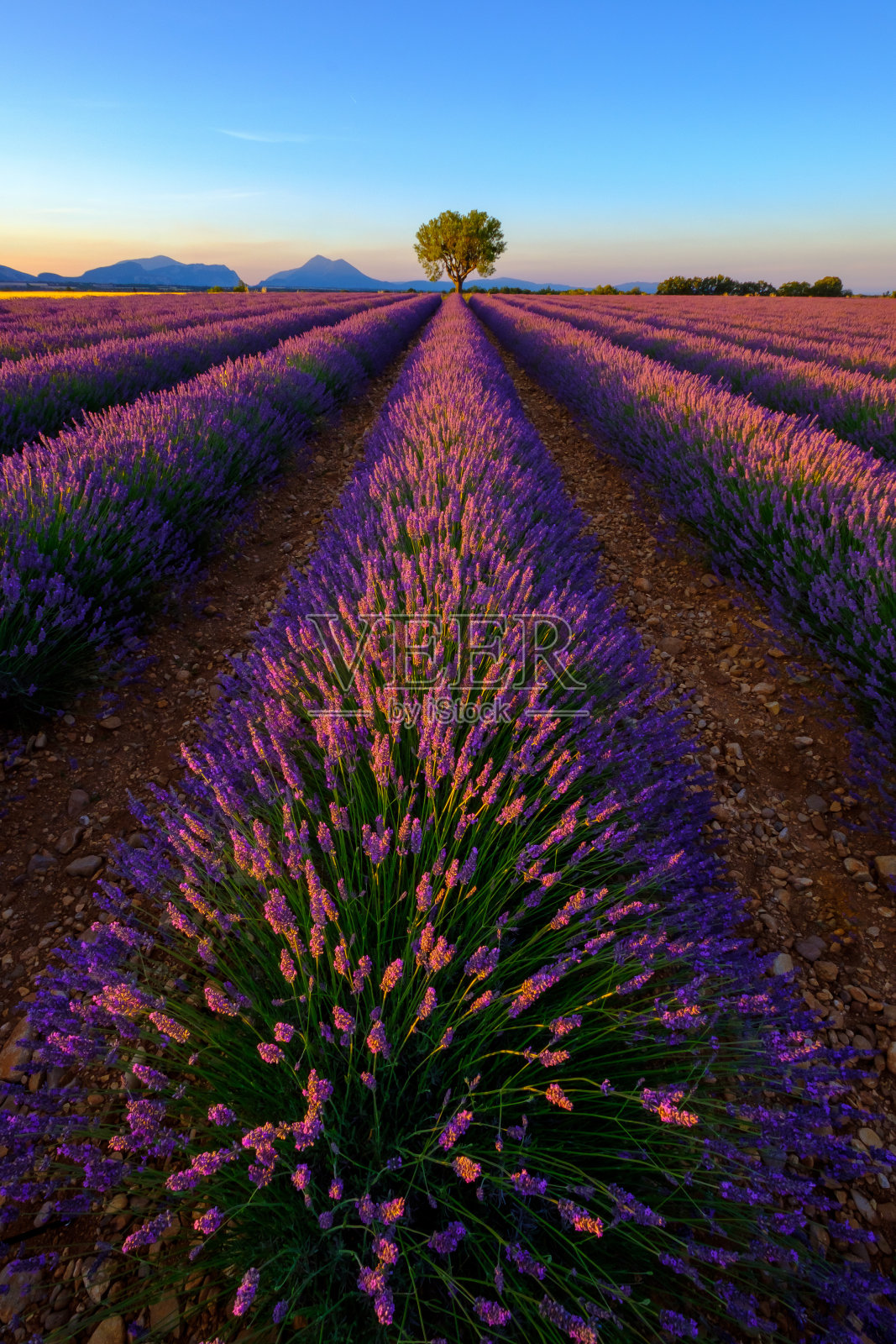 瓦朗索尔高原的薰衣草田照片摄影图片
