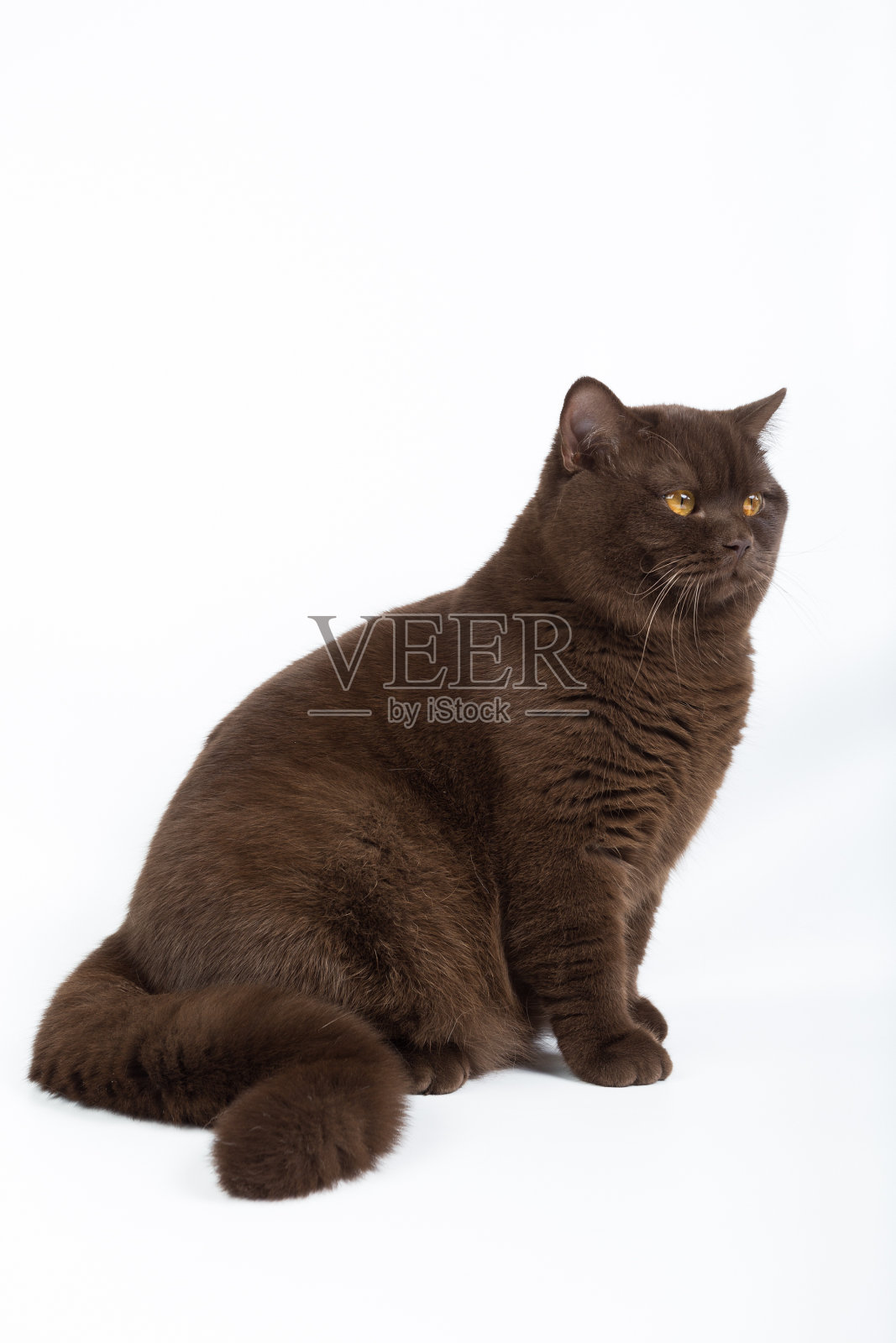 画室里一只白色背景的棕色英国猫照片摄影图片