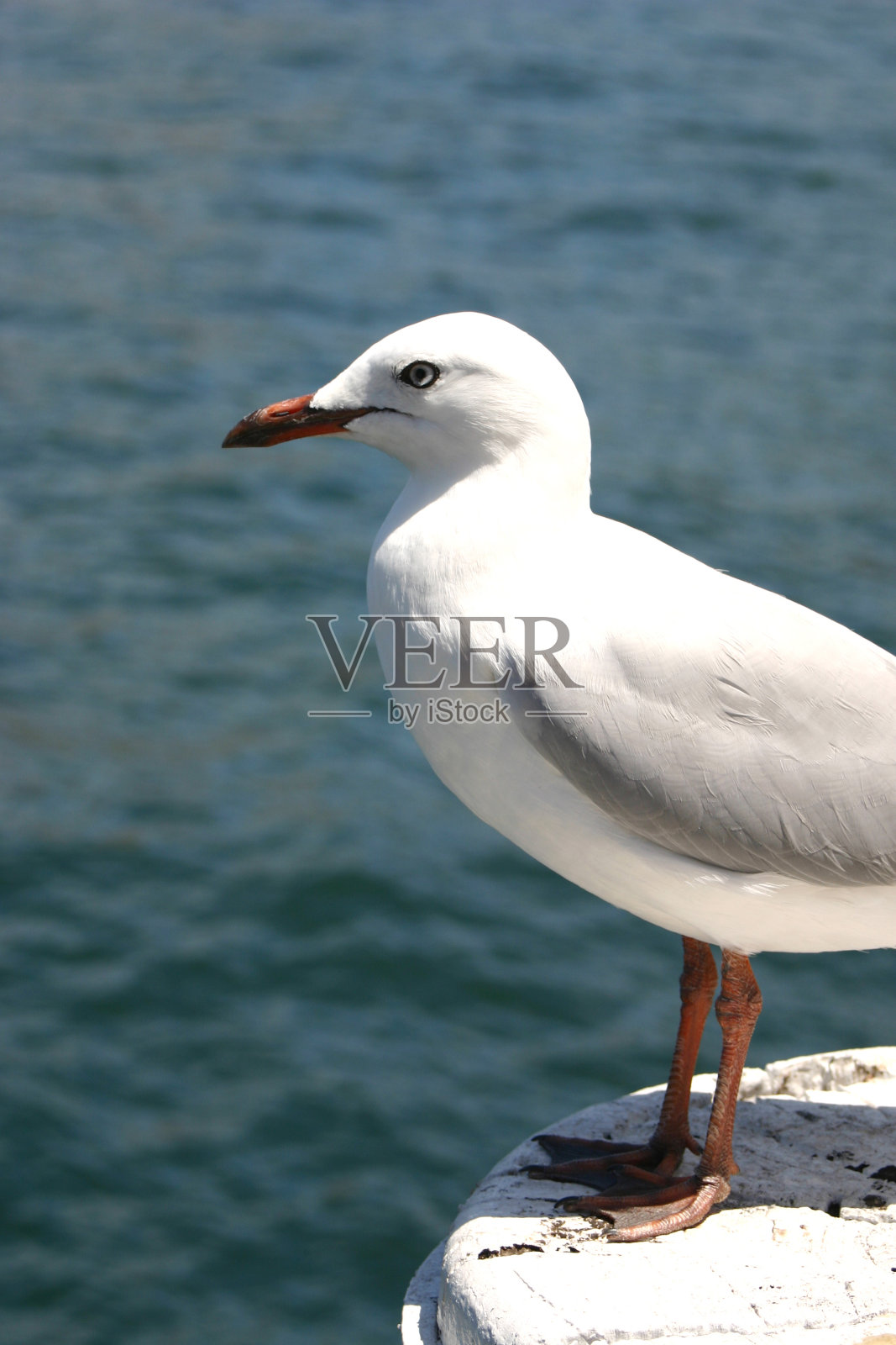 海鸥照片摄影图片