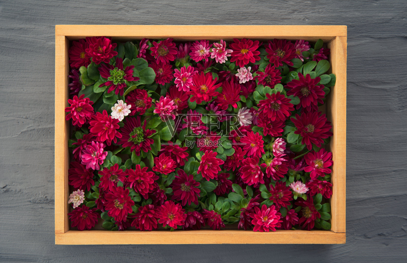 红色Aster花照片摄影图片