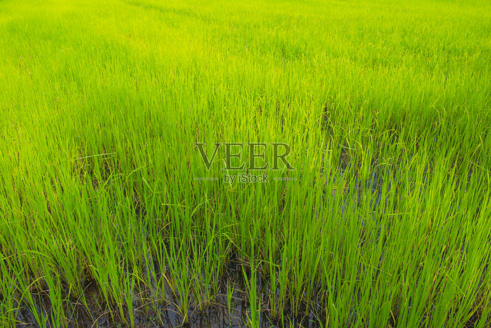 绿色的水稻在稻田里发芽，准备生长照片摄影图片