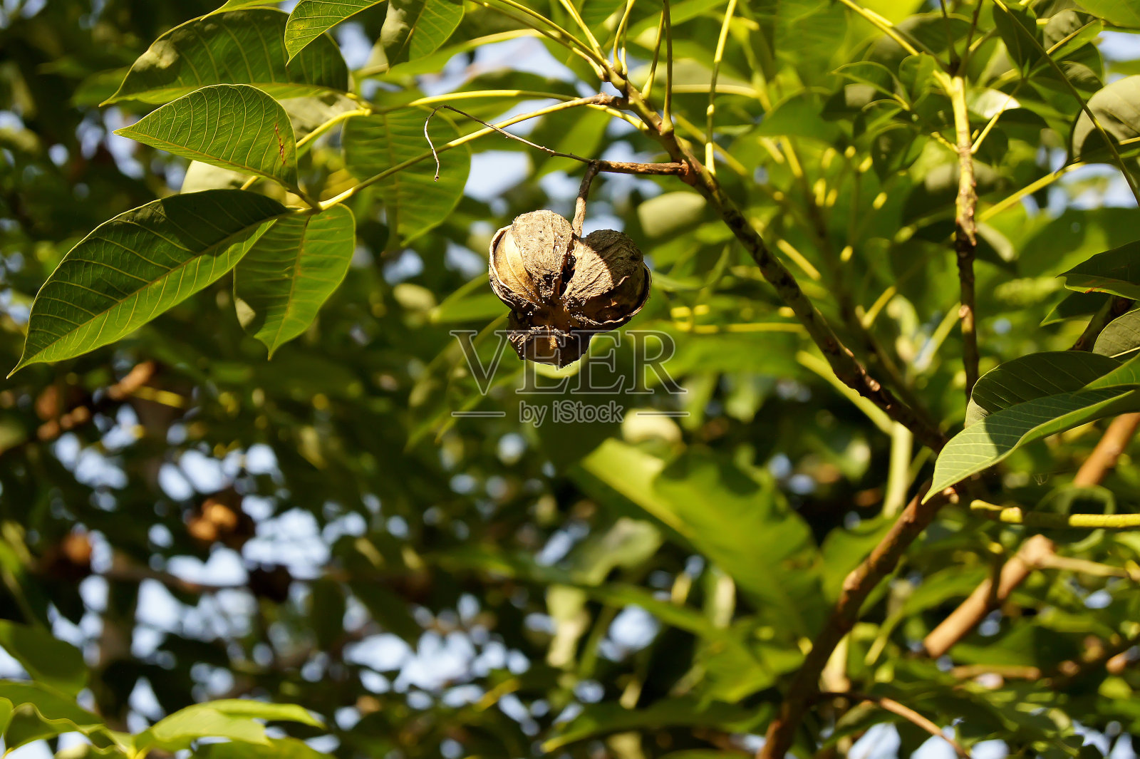 橡皮球在橡胶树上。照片摄影图片