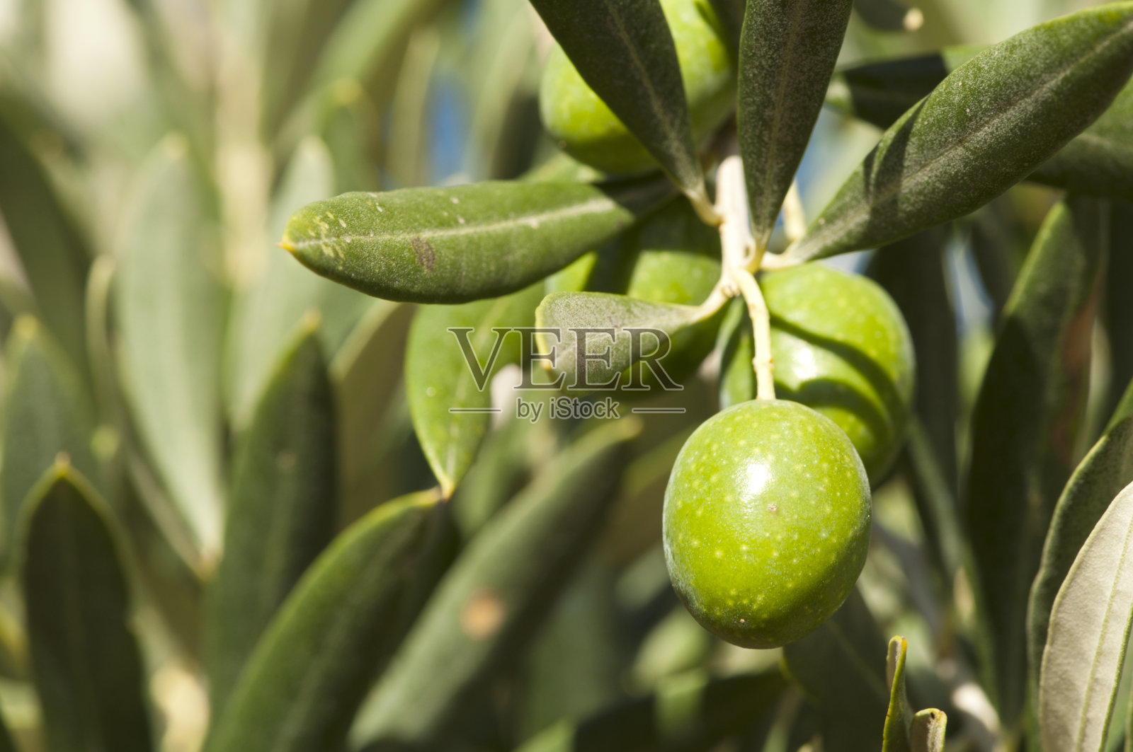 树枝上的橄榄照片摄影图片