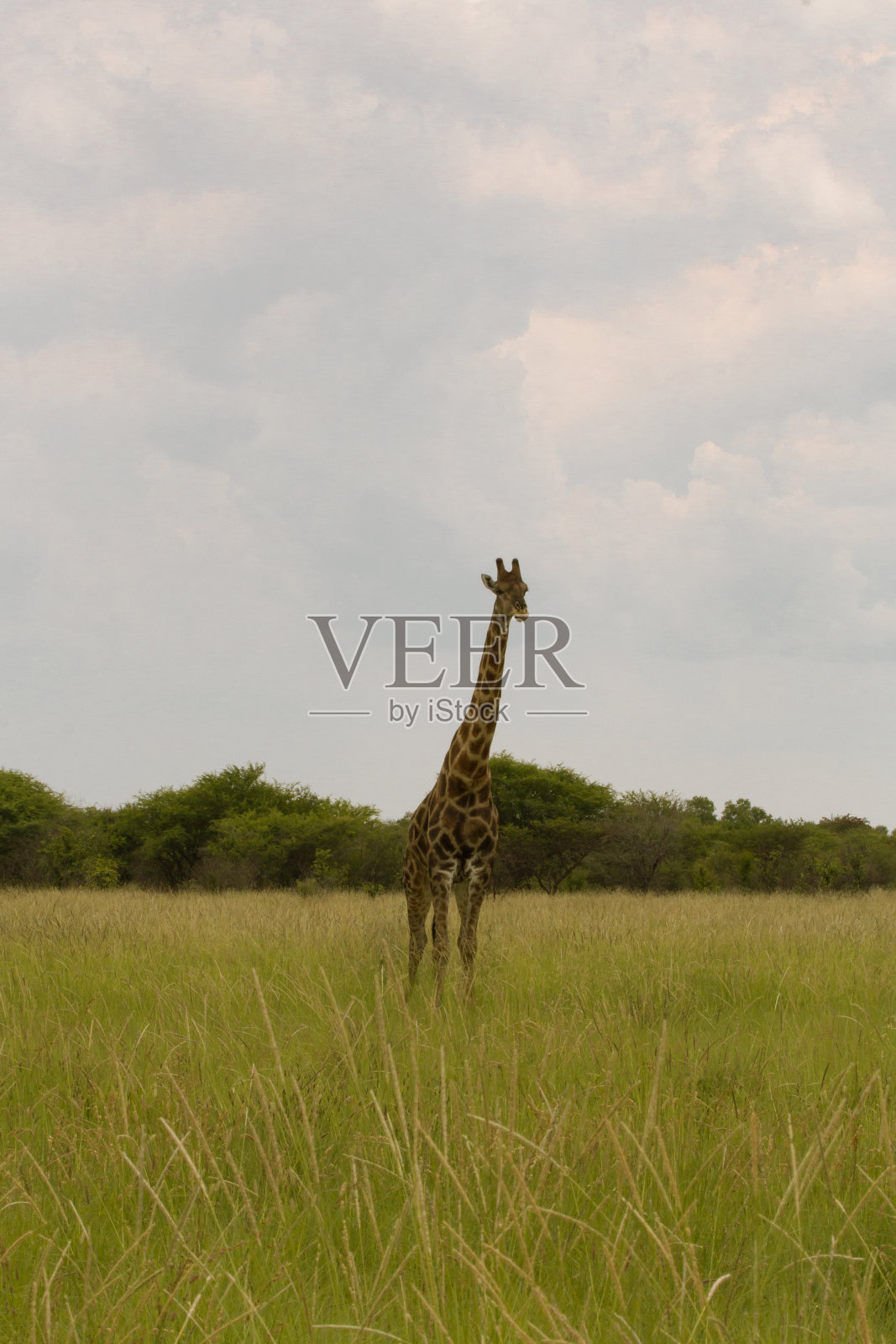 日落时分，灌木丛中的长颈鹿照片摄影图片