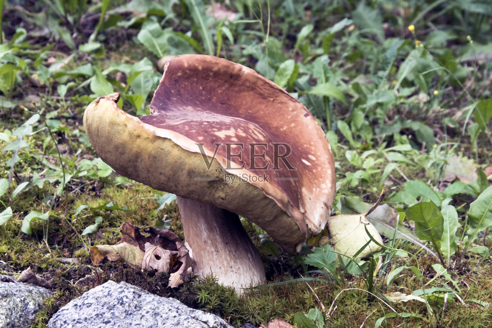 他porcino照片摄影图片