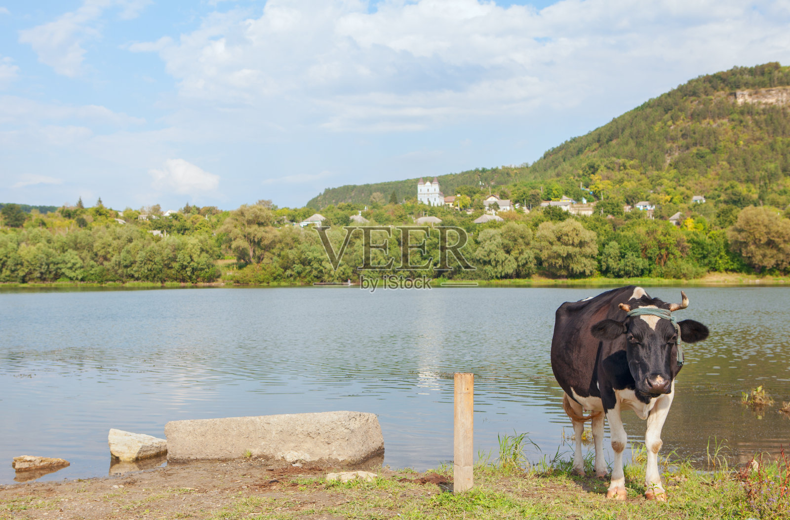黑牛站在河上秀照片摄影图片