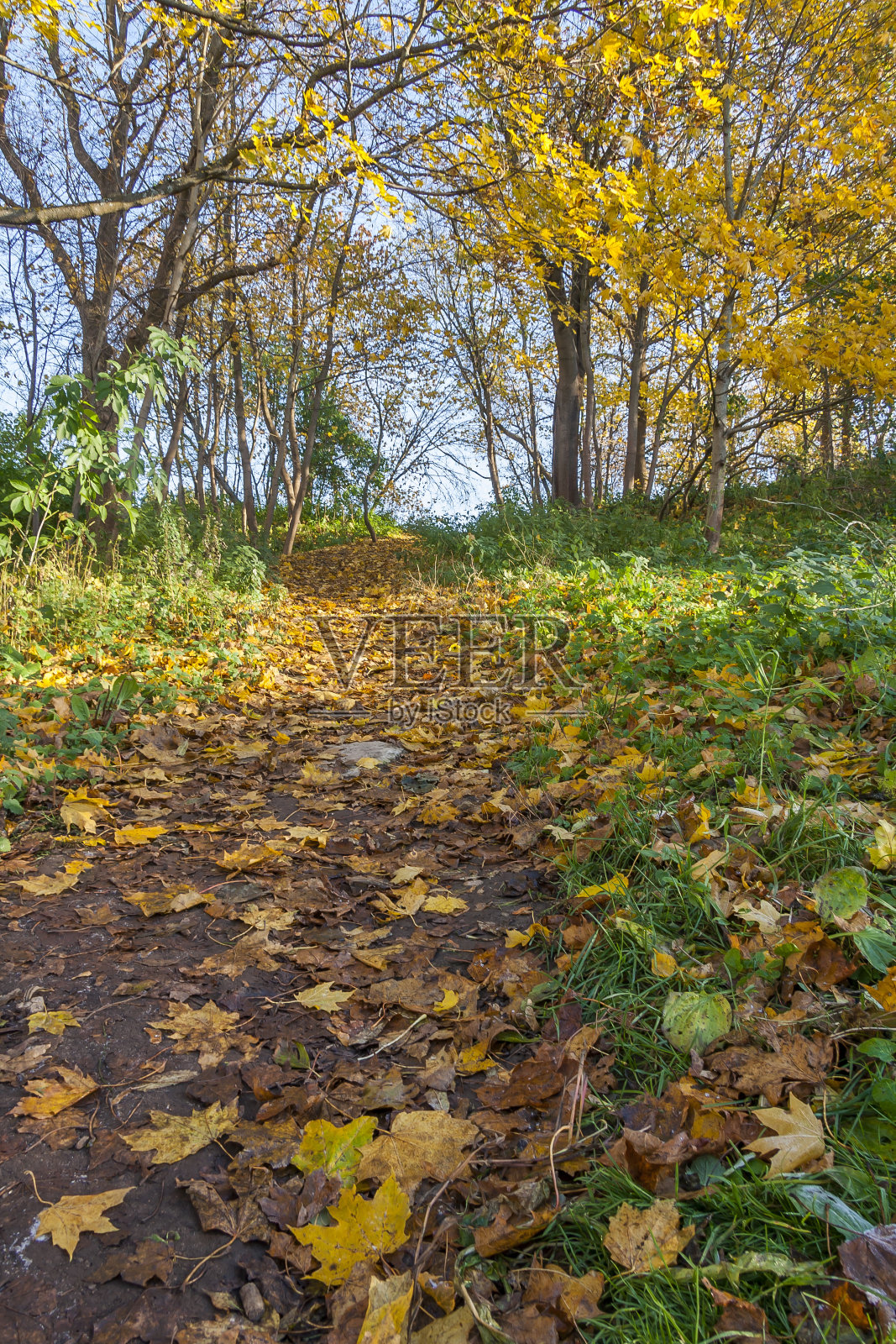 秋天的公园里照片摄影图片