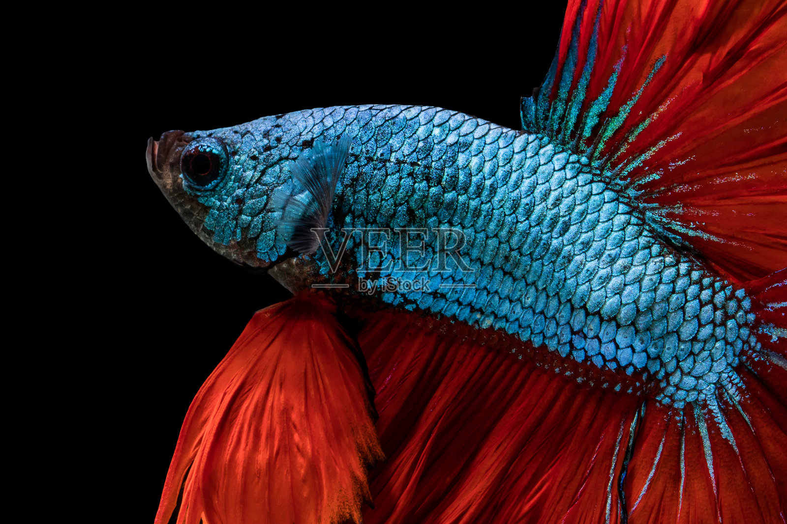 红蓝暹罗斗鱼照片摄影图片