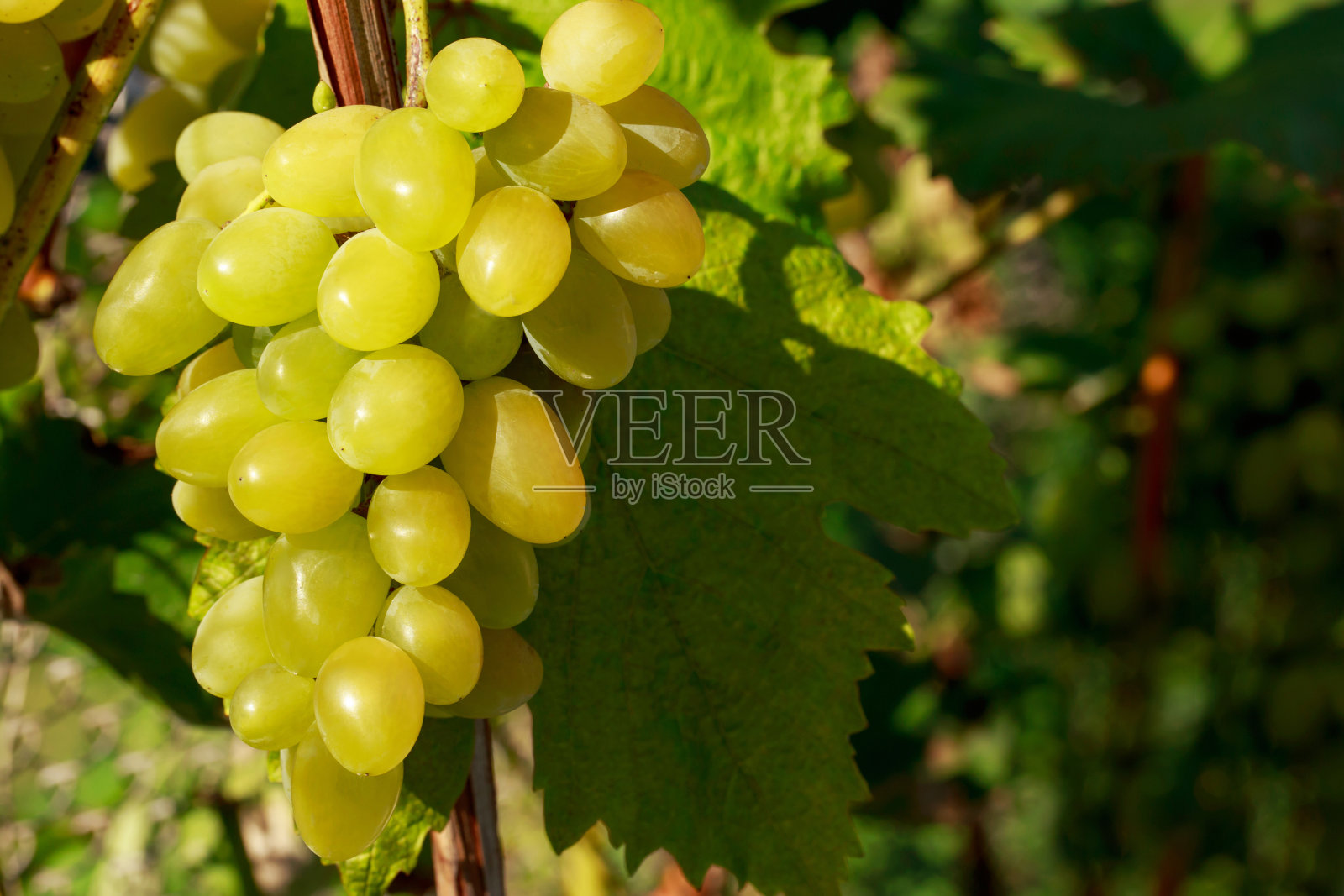 一串串熟葡萄照片摄影图片