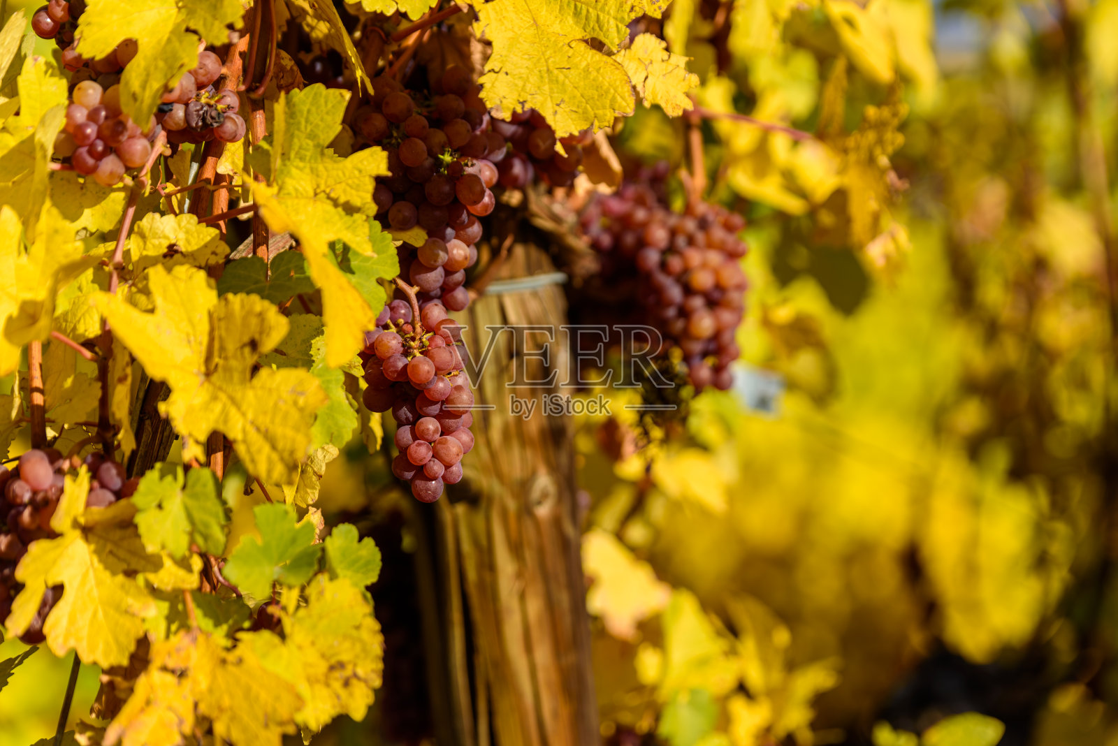 斯图加特的葡萄园-美丽的葡萄酒产区照片摄影图片