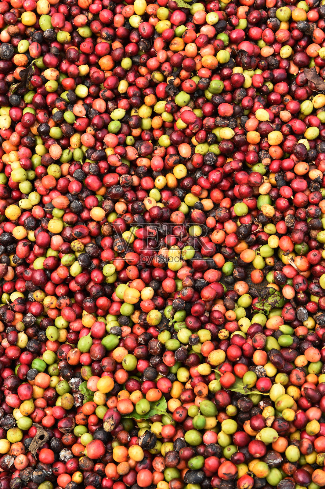 新鲜的咖啡豆照片摄影图片