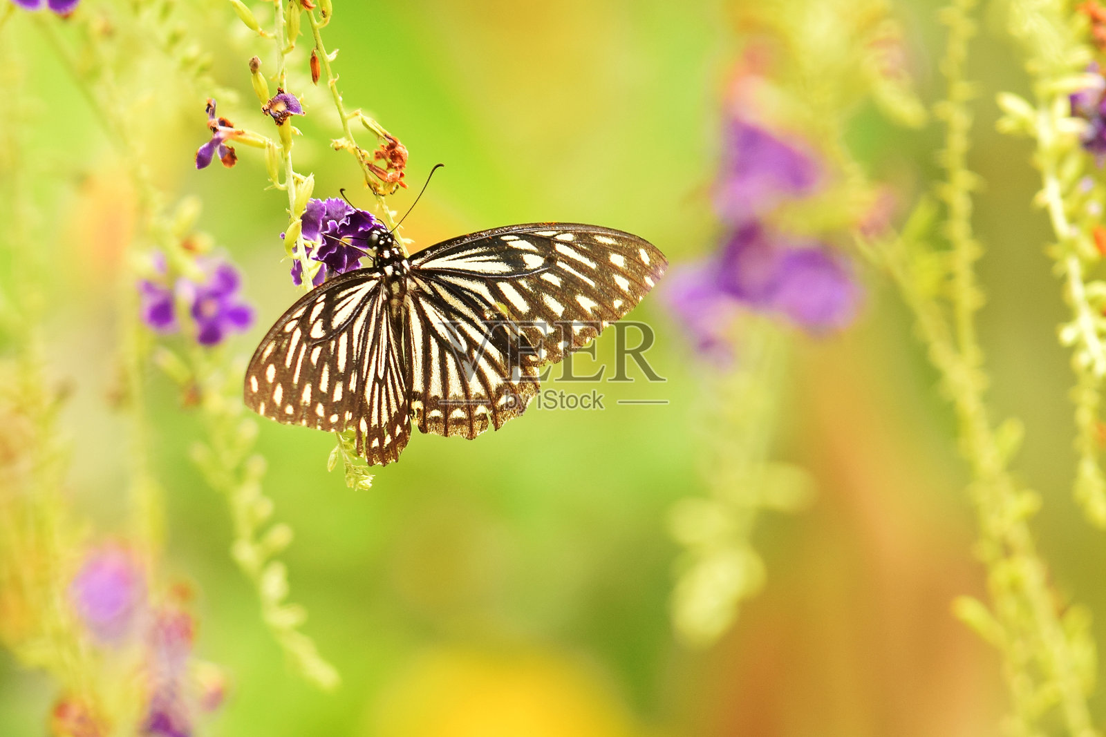 蝴蝶在花照片摄影图片