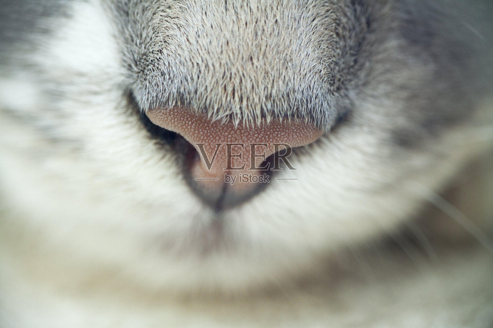 猫的鼻子照片摄影图片