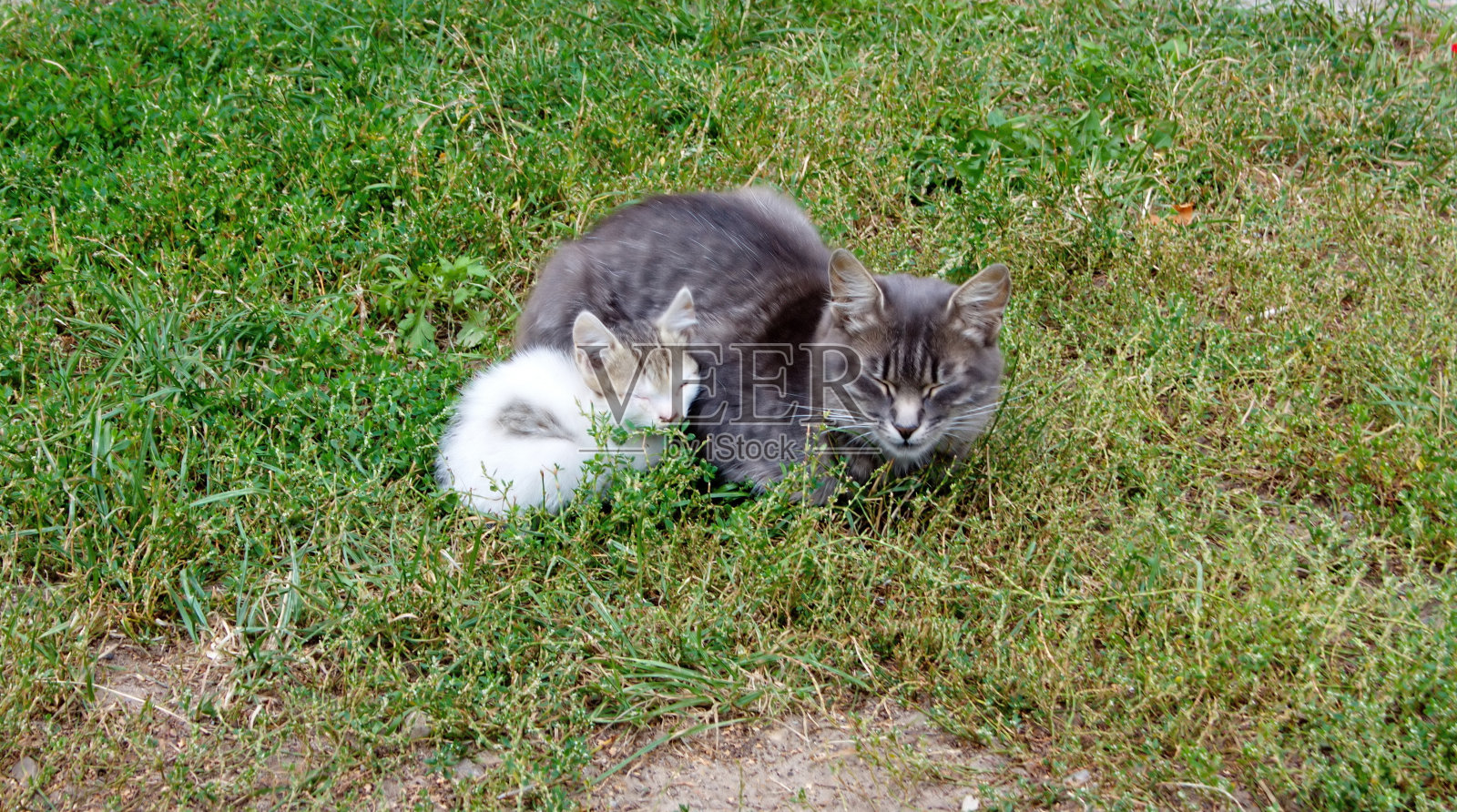灰猫带着一只小猫坐在草地上照片摄影图片