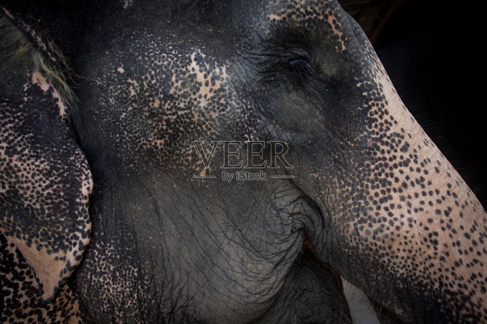 头老亚洲象，特写照片摄影图片