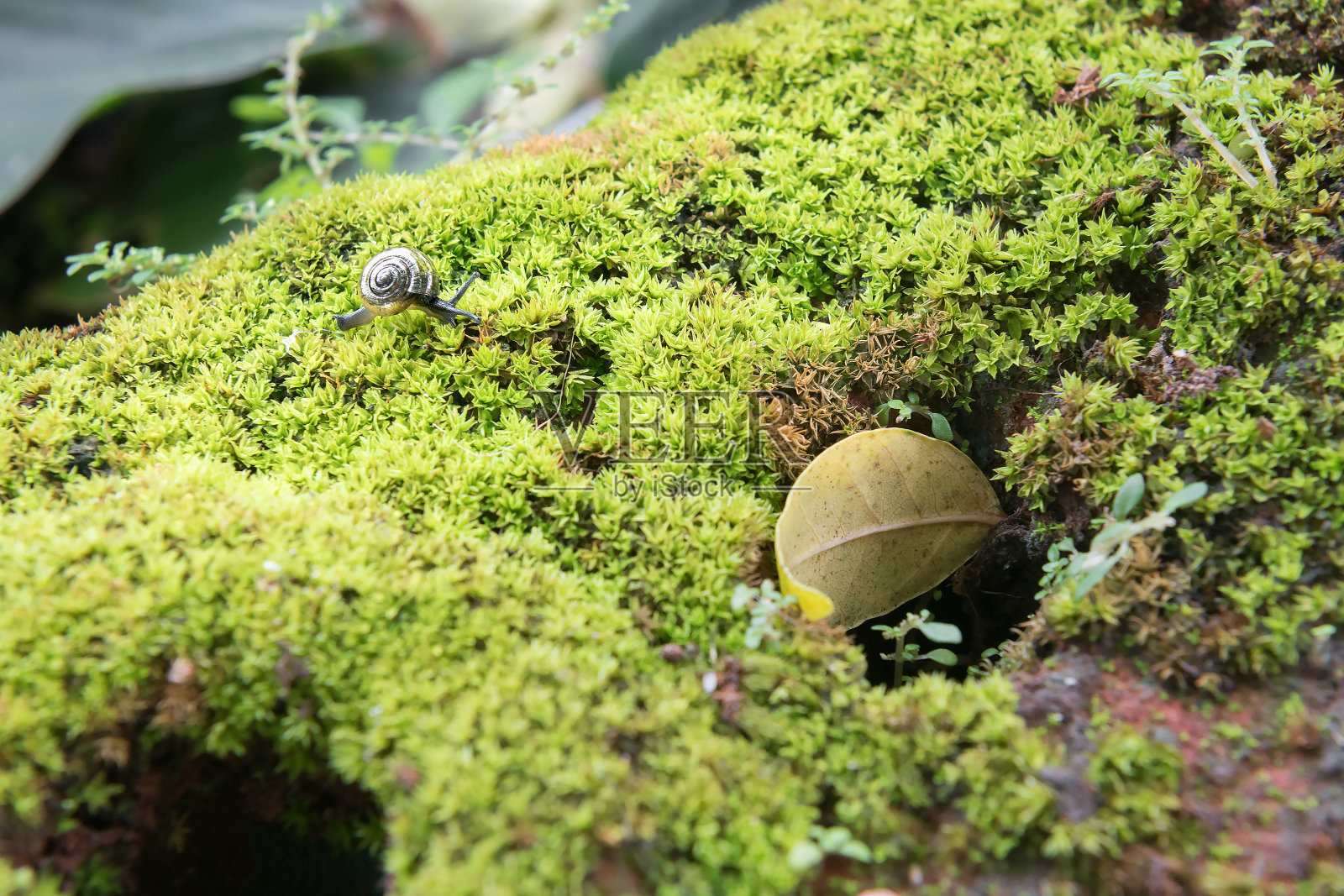 蜗牛照片摄影图片