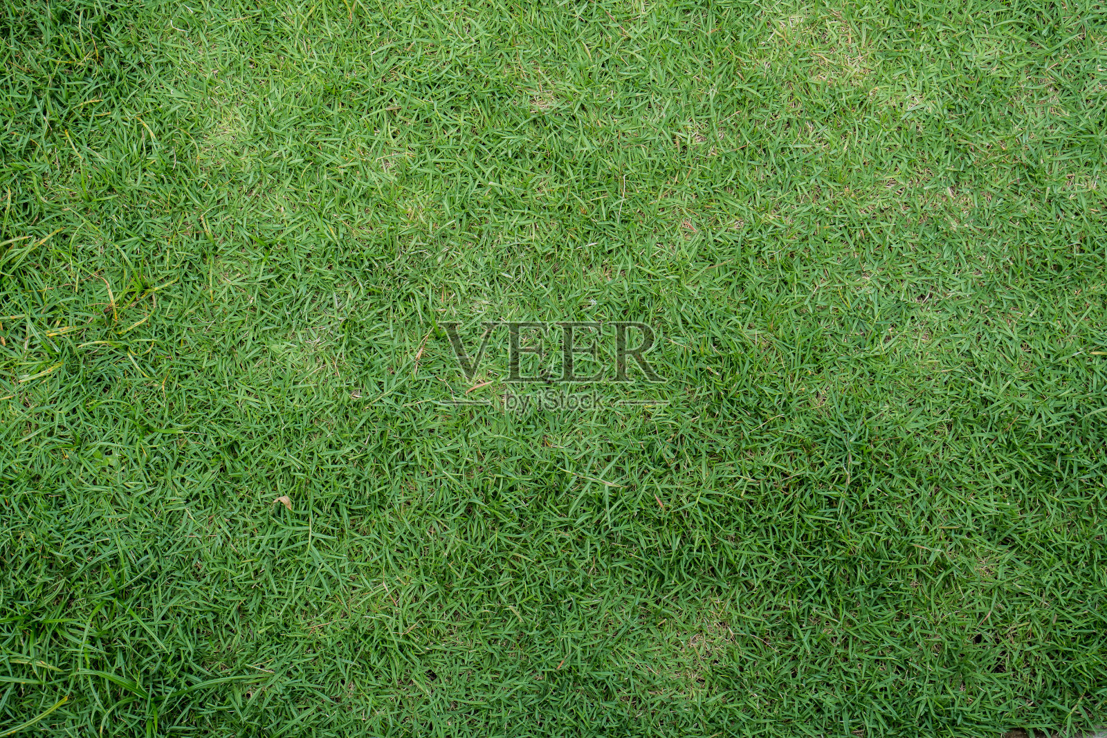 绿草纹理背景。照片摄影图片