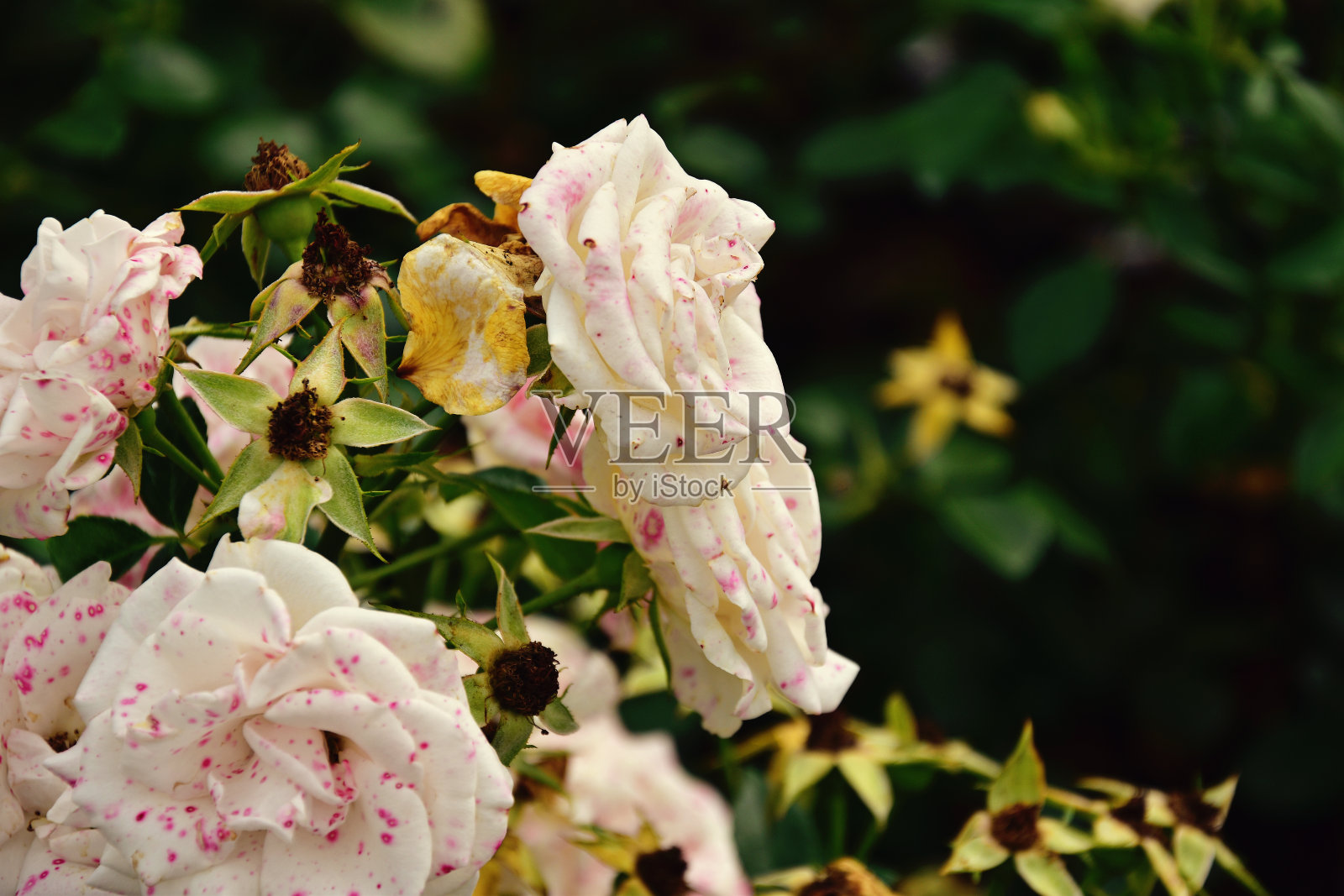 美丽的白玫瑰盛开在夏季花园的绿叶照片摄影图片