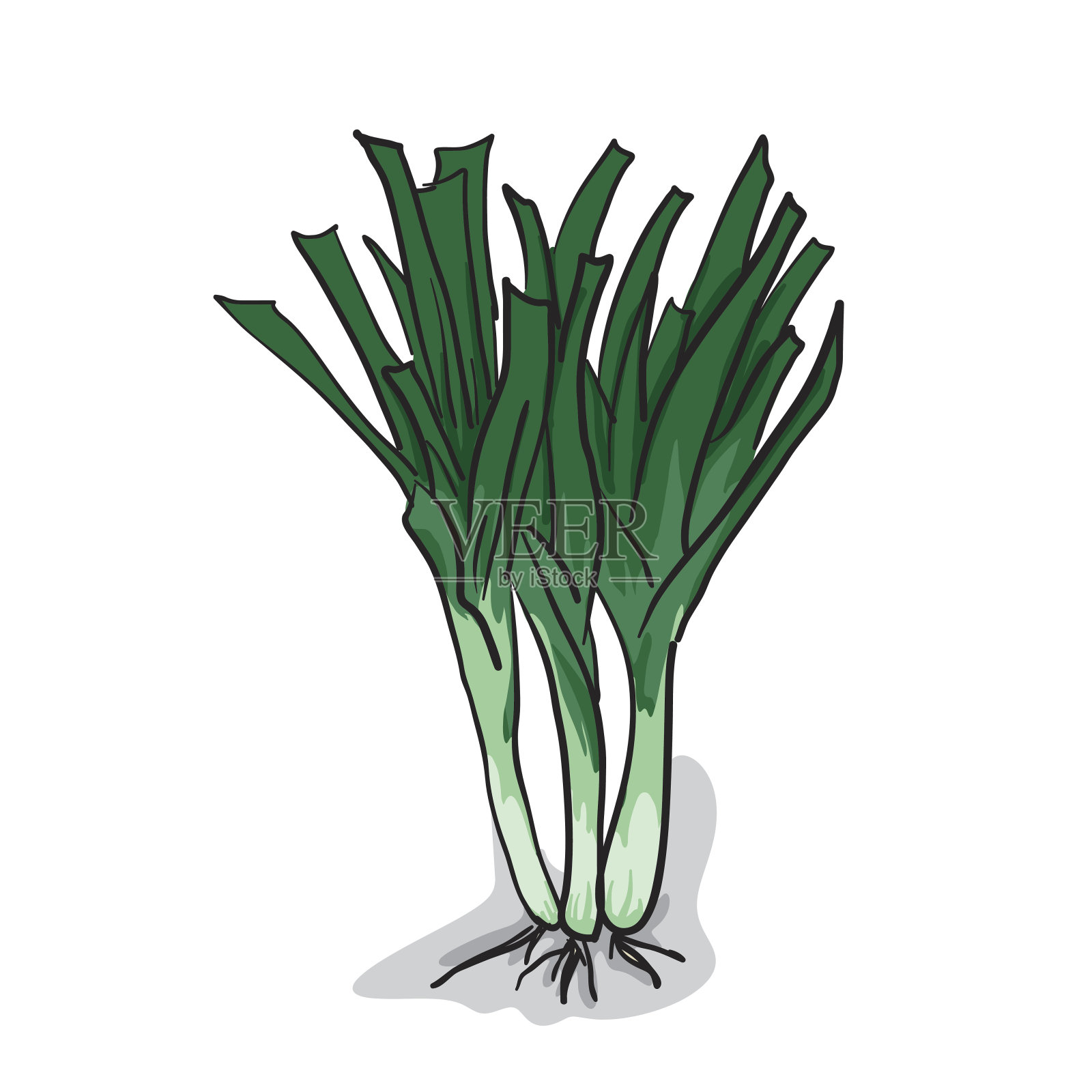 蔬菜洋葱绘图平面设计插画图片素材
