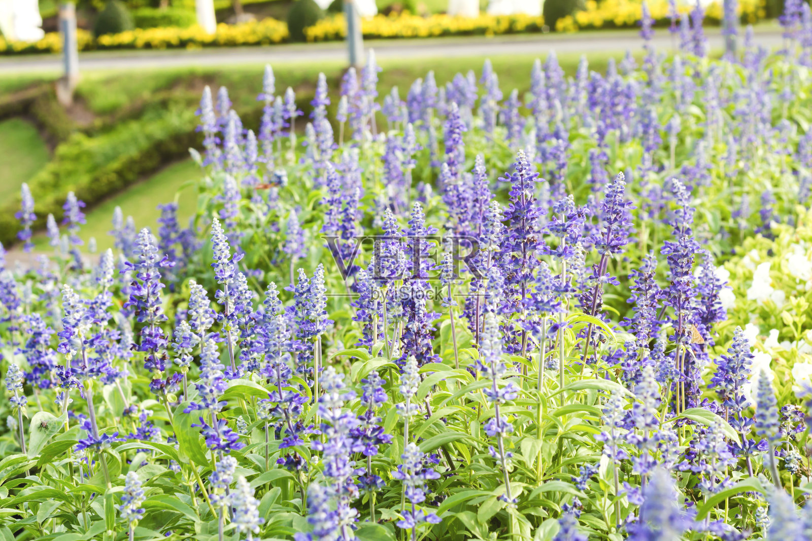 普罗旺斯紫罗兰色的薰衣草田上的日落照片摄影图片